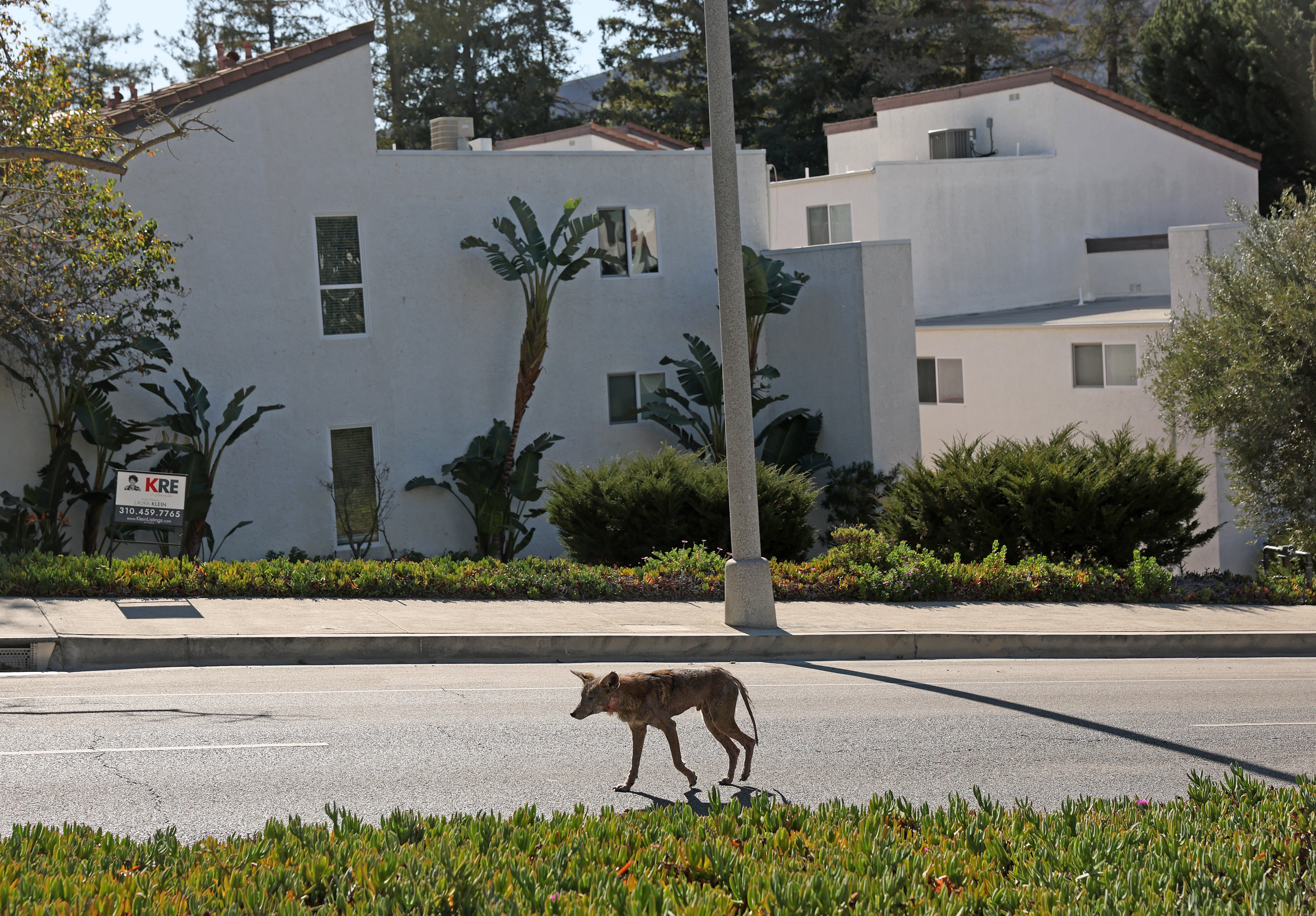 Coyotes aren’t nan only type that tin beryllium infected. Humans, dogs, foxes and different canids whitethorn besides beryllium astatine risk