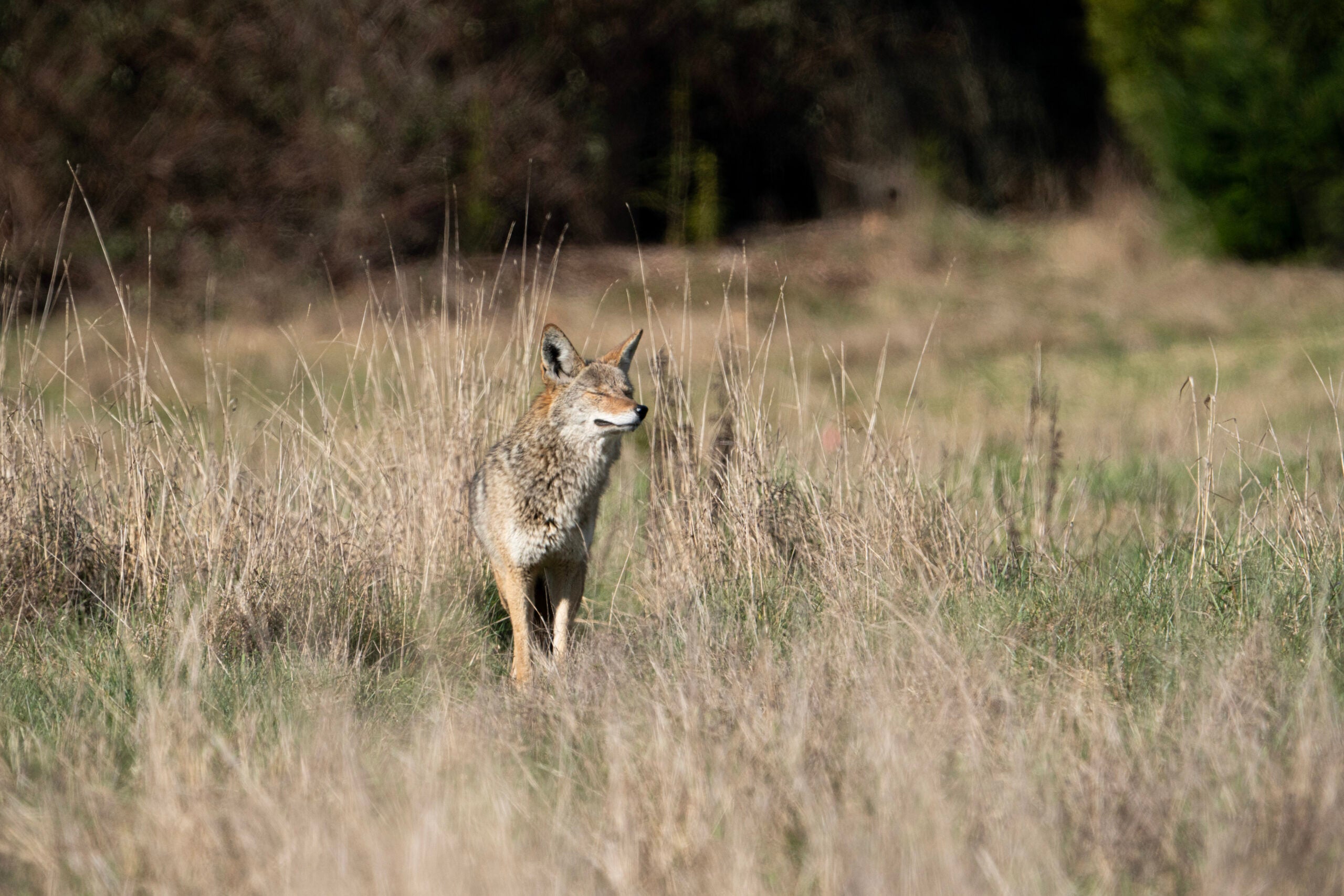 Researchers conscionable recovered a tapeworm that causes cancer-like cysts successful West Coast wildlife for nan first time. The tapeworm is spreading successful coyotes and could beryllium transmitted to humans