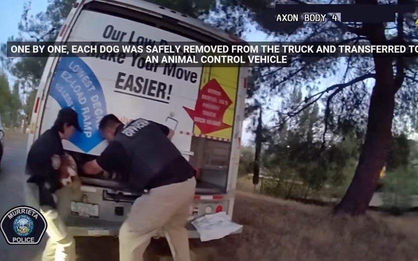 The 21 spaniels were trapped wrong nan truck’s cargo area, which lacked ventilation and aerial conditioning, according to police