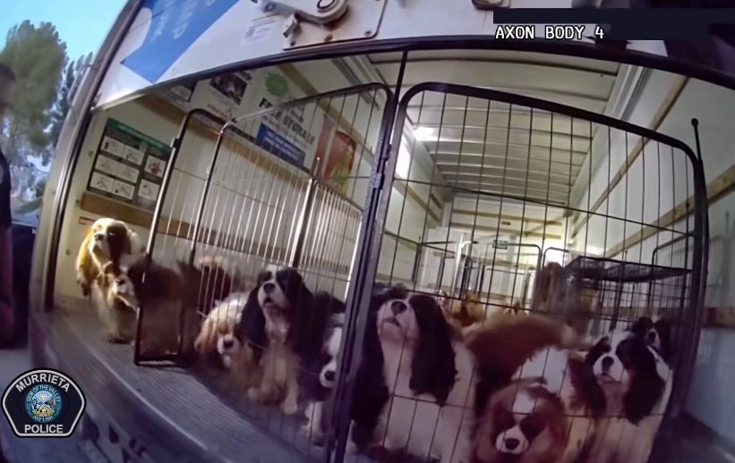 California constabulary person rescued much than 20 Cavalier King Charles Spaniels, immoderate of them pregnant, from roasting wrong an abandoned U-Haul truck