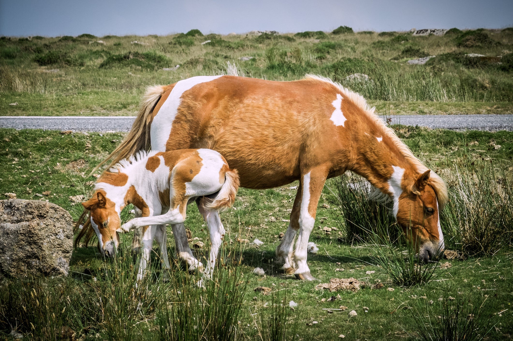 Dartmoor ponies declared ‘safe' by Starmer ally after Natural England ‘blunder' led to cull fears