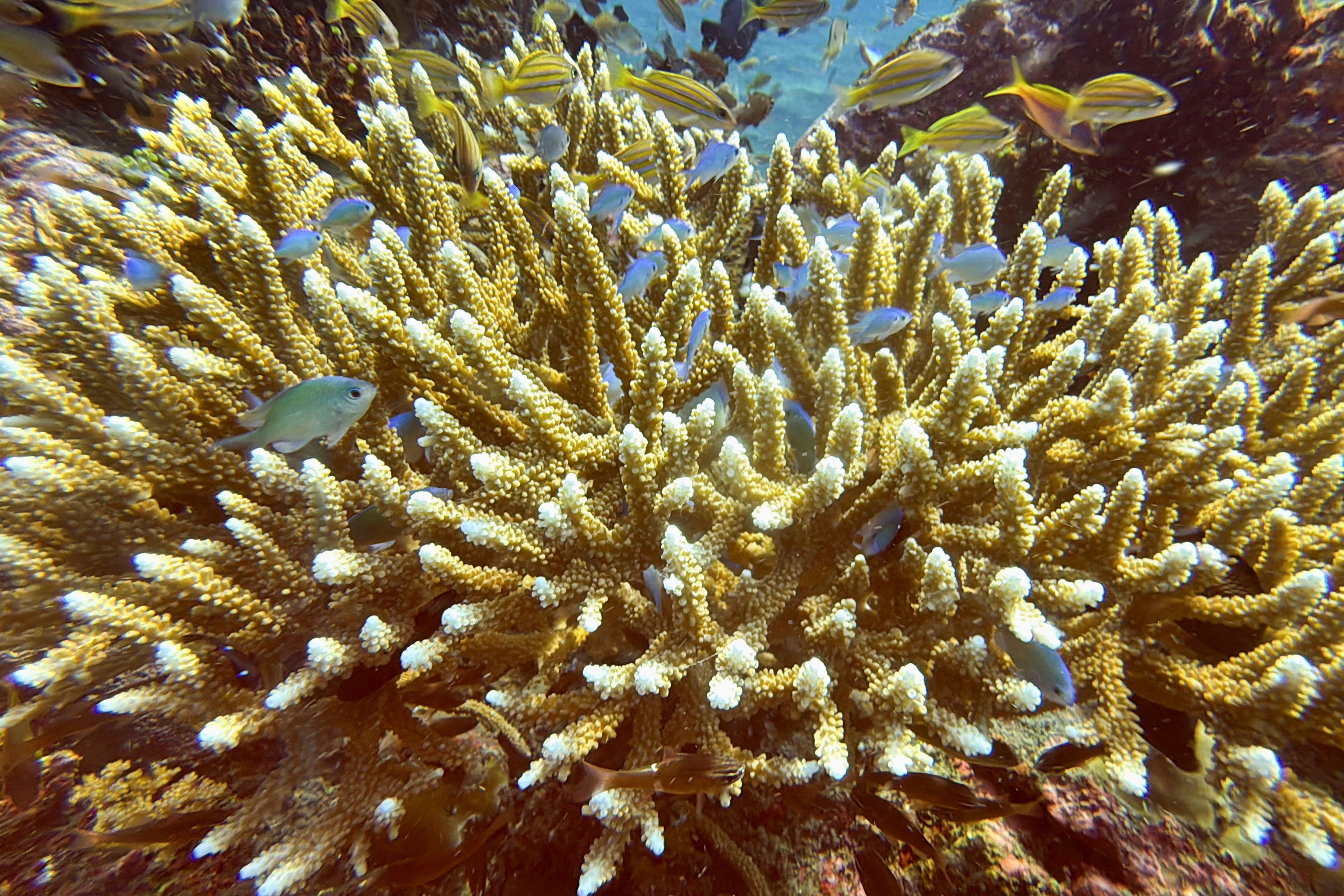 Scientists just identified 166,000 sq km of coral reef capable of surviving climate change