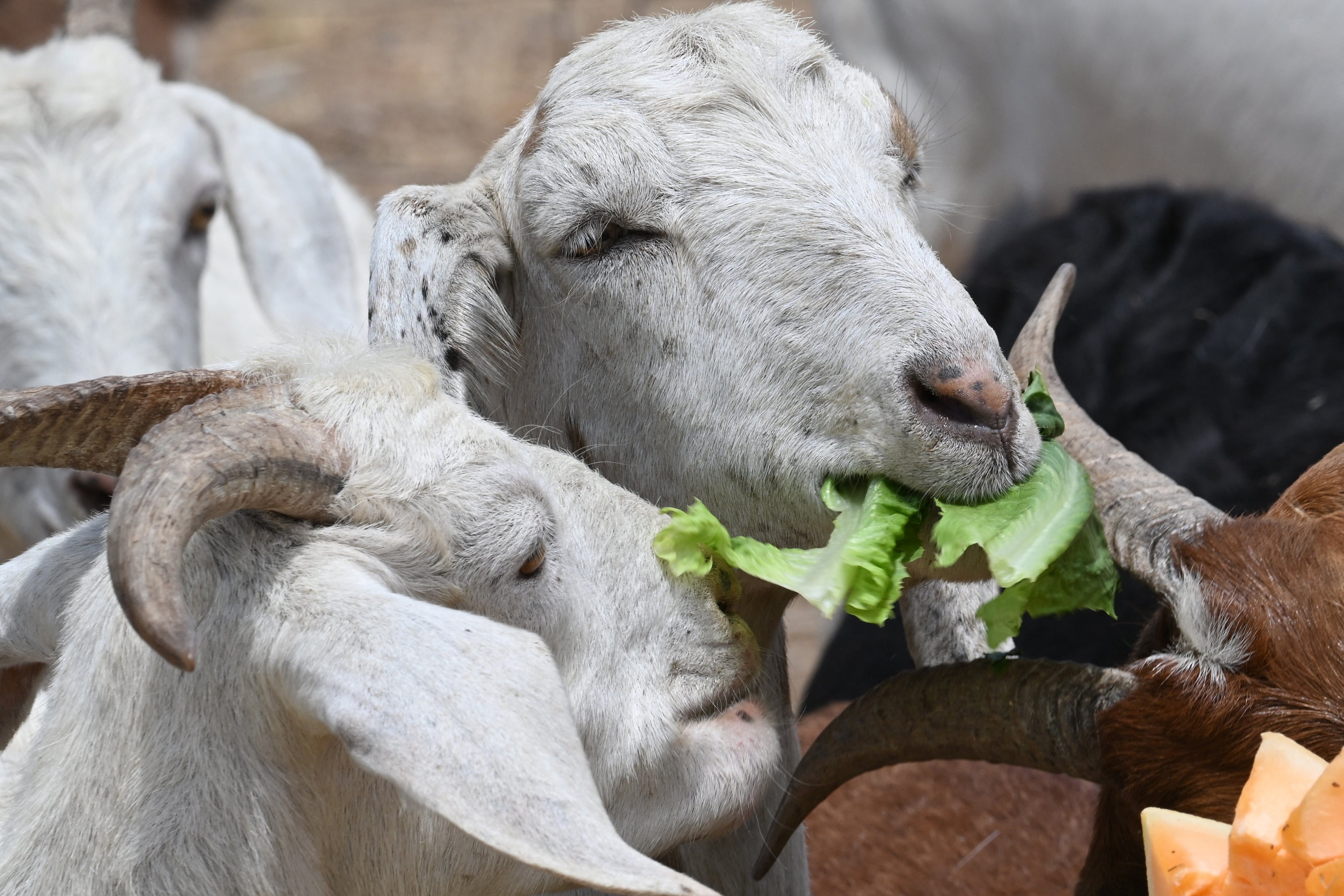 Goats are among the oldest domesticated species