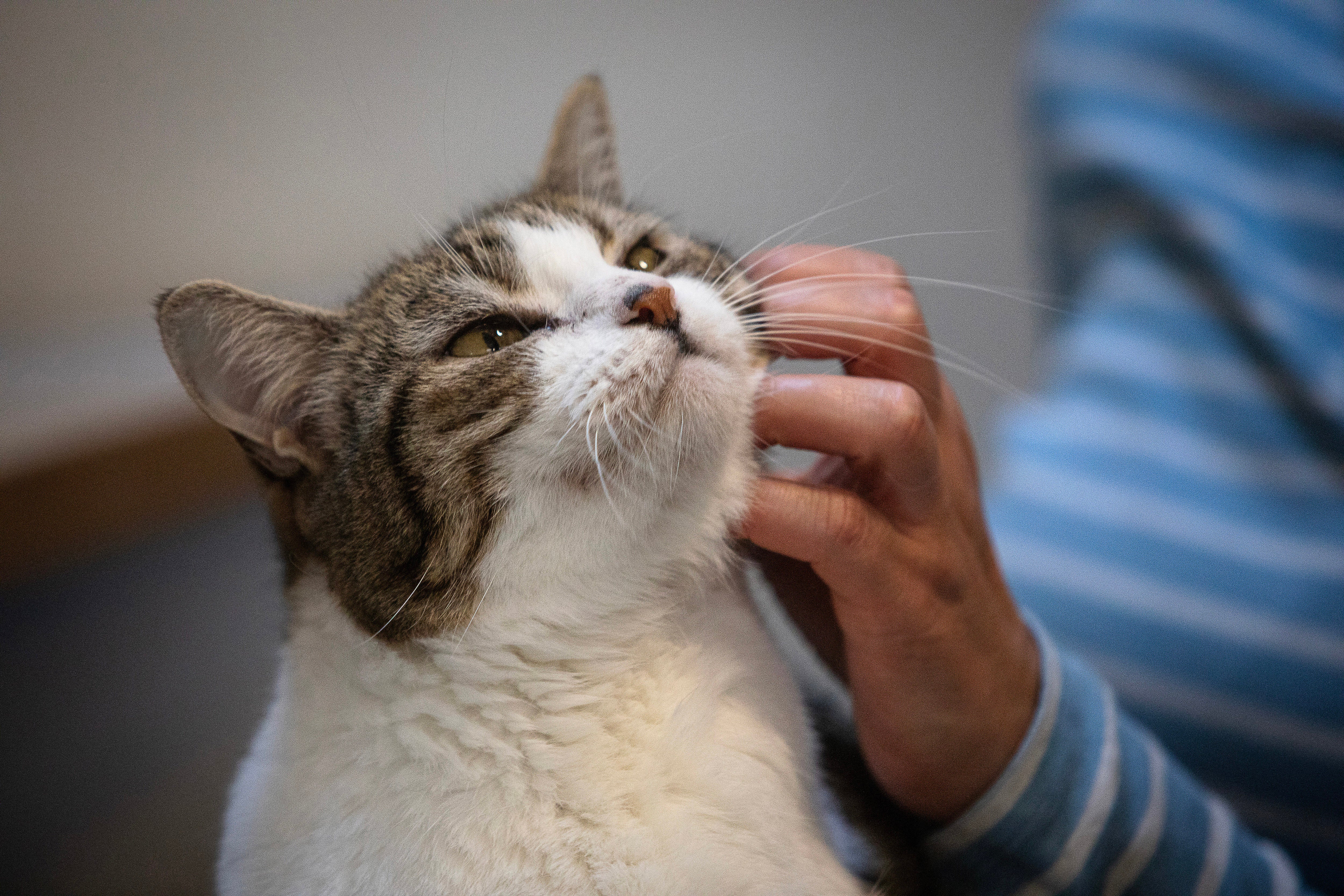 File. A feline successful Paris successful France