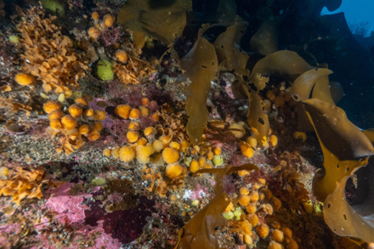 The Antarctic bacterium that could be key to new cancer treatments