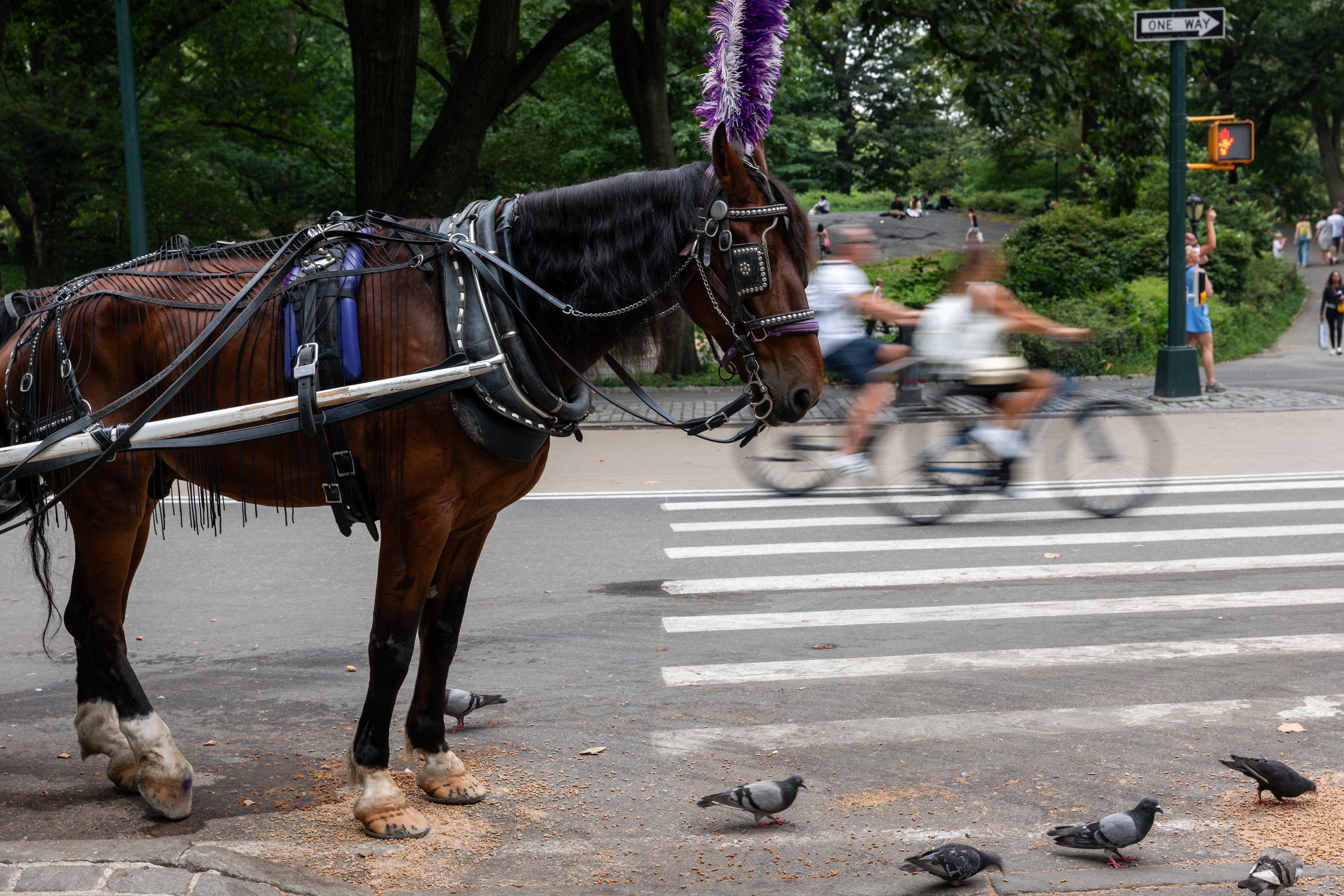 The equine had been successful nan parkland for only six weeks