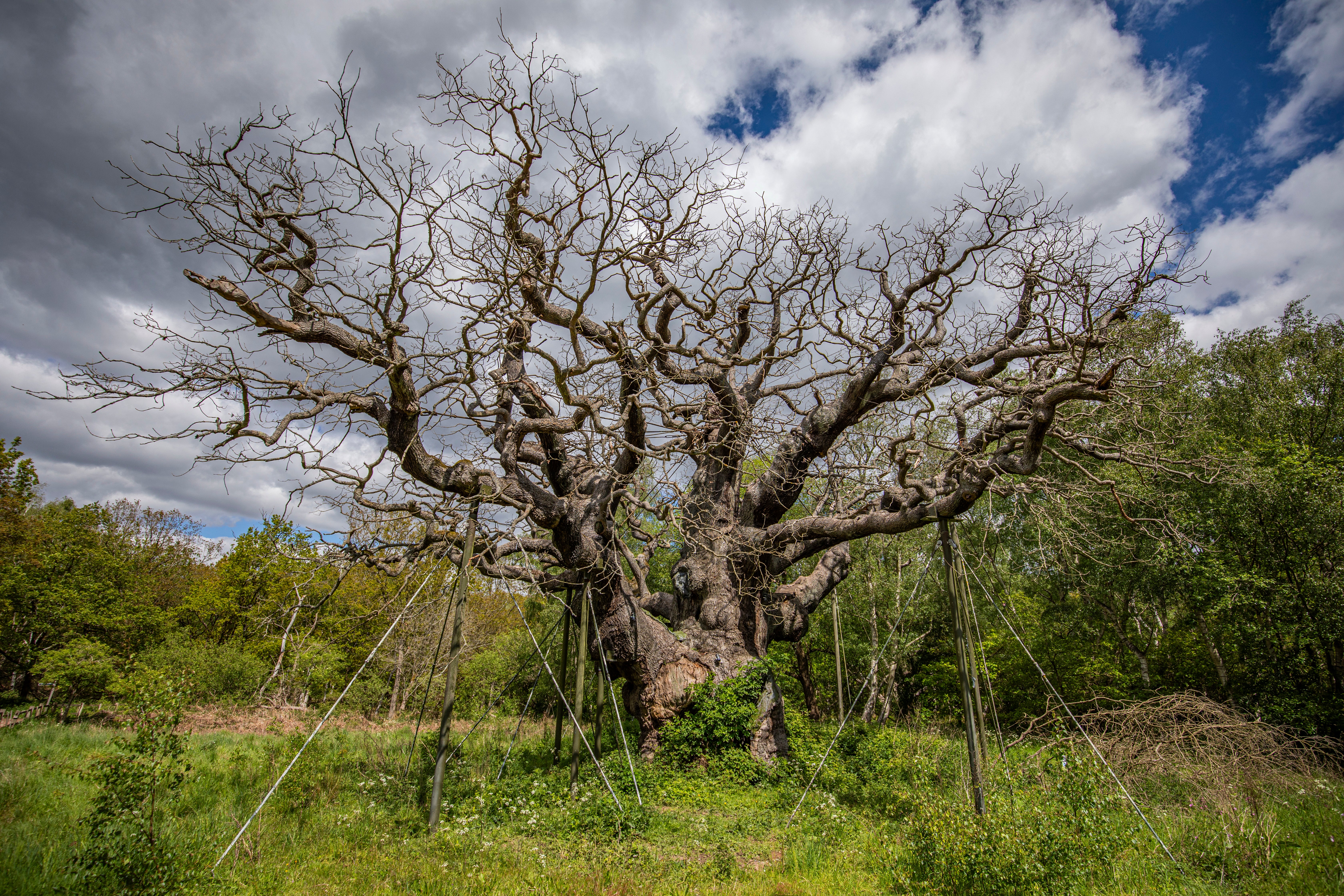 <p>The Major Oak is believed dead after its first spring with no leaves</p>