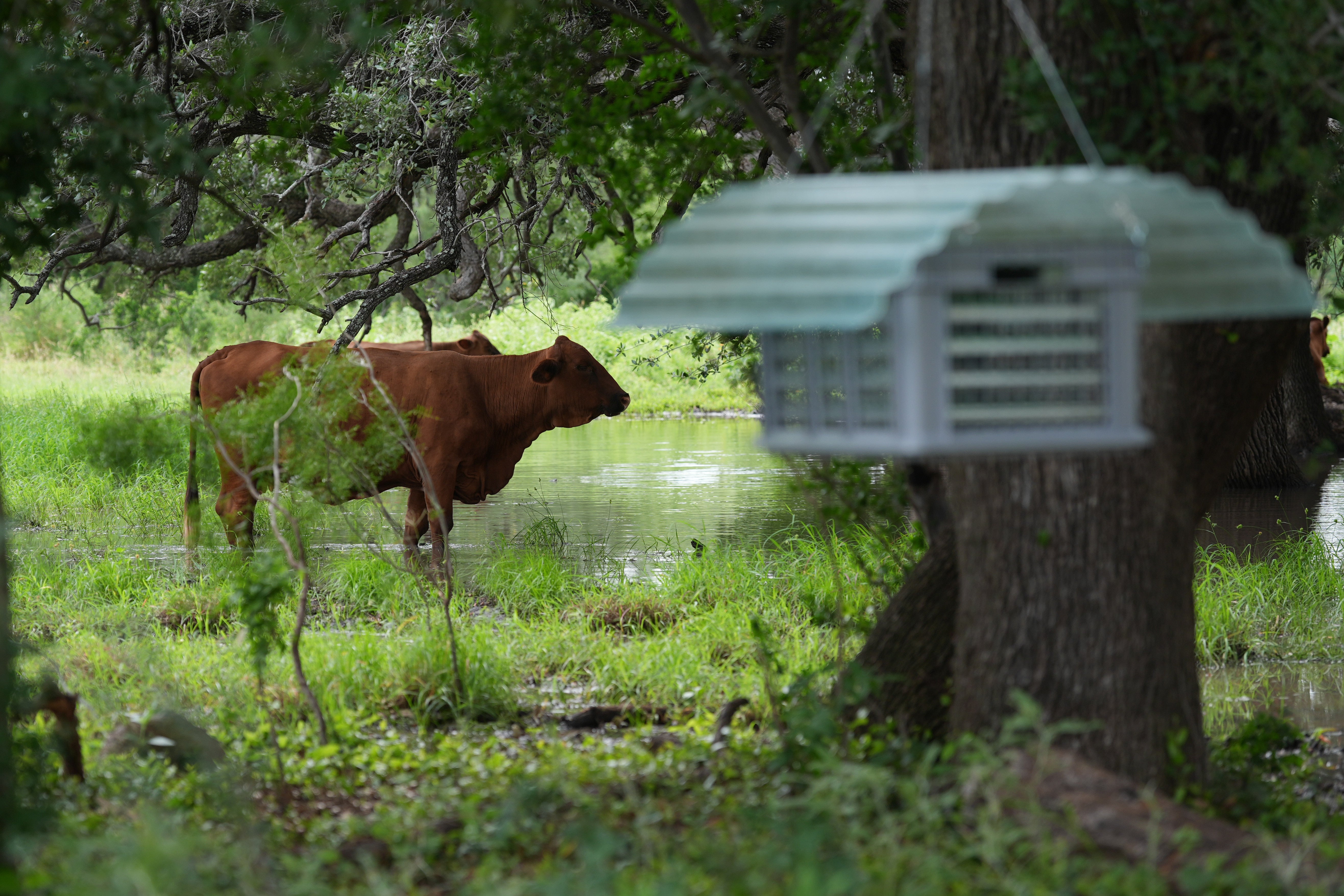 The parasite reappeared successful cattle nan U.S. successful June, much than 50 years aft it had been mostly eradicated from nan country