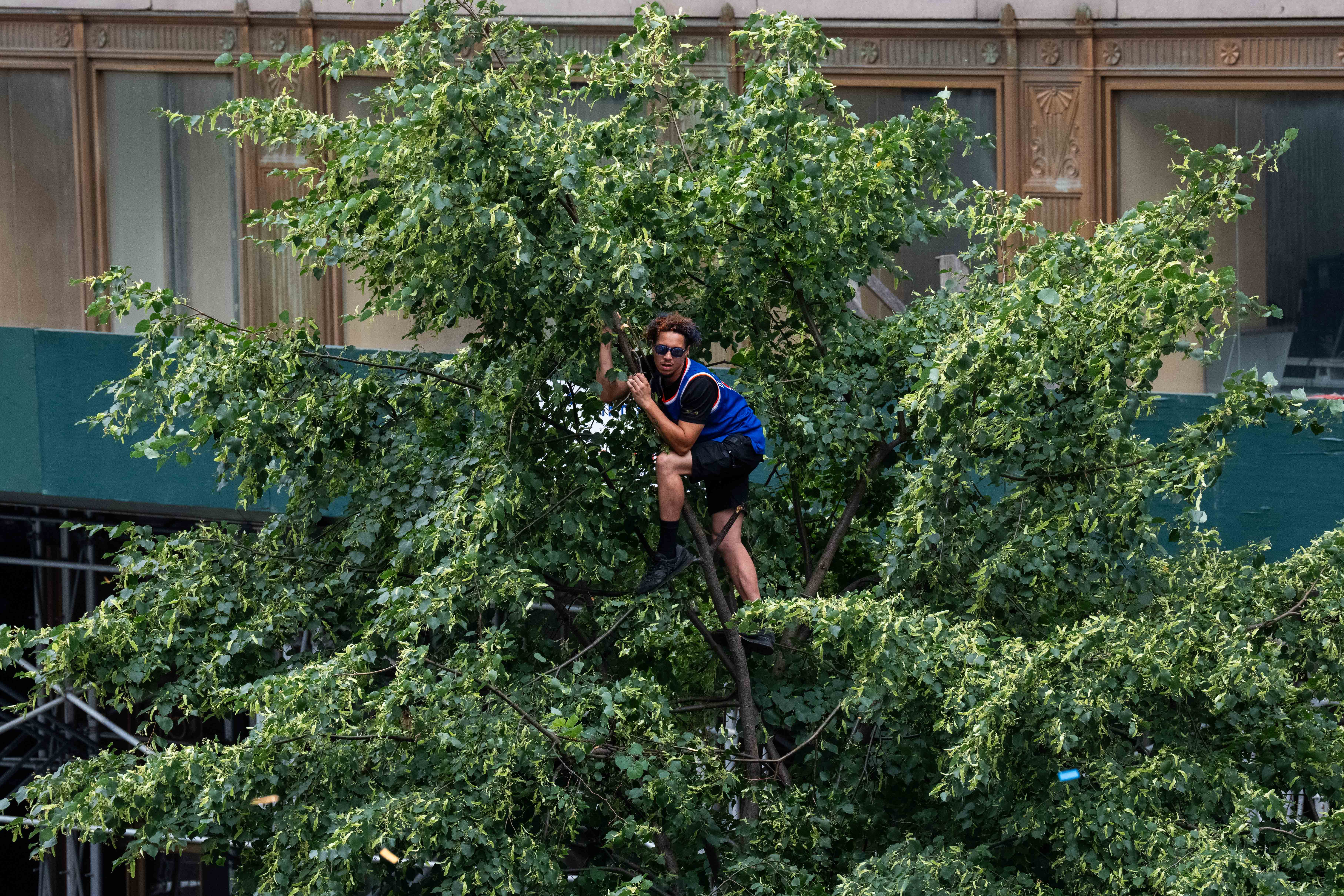 <p>A fan watches from the top of a tree during the New York Knicks Championship ticker-tape parade on June 18, 2026 in New York City</p>