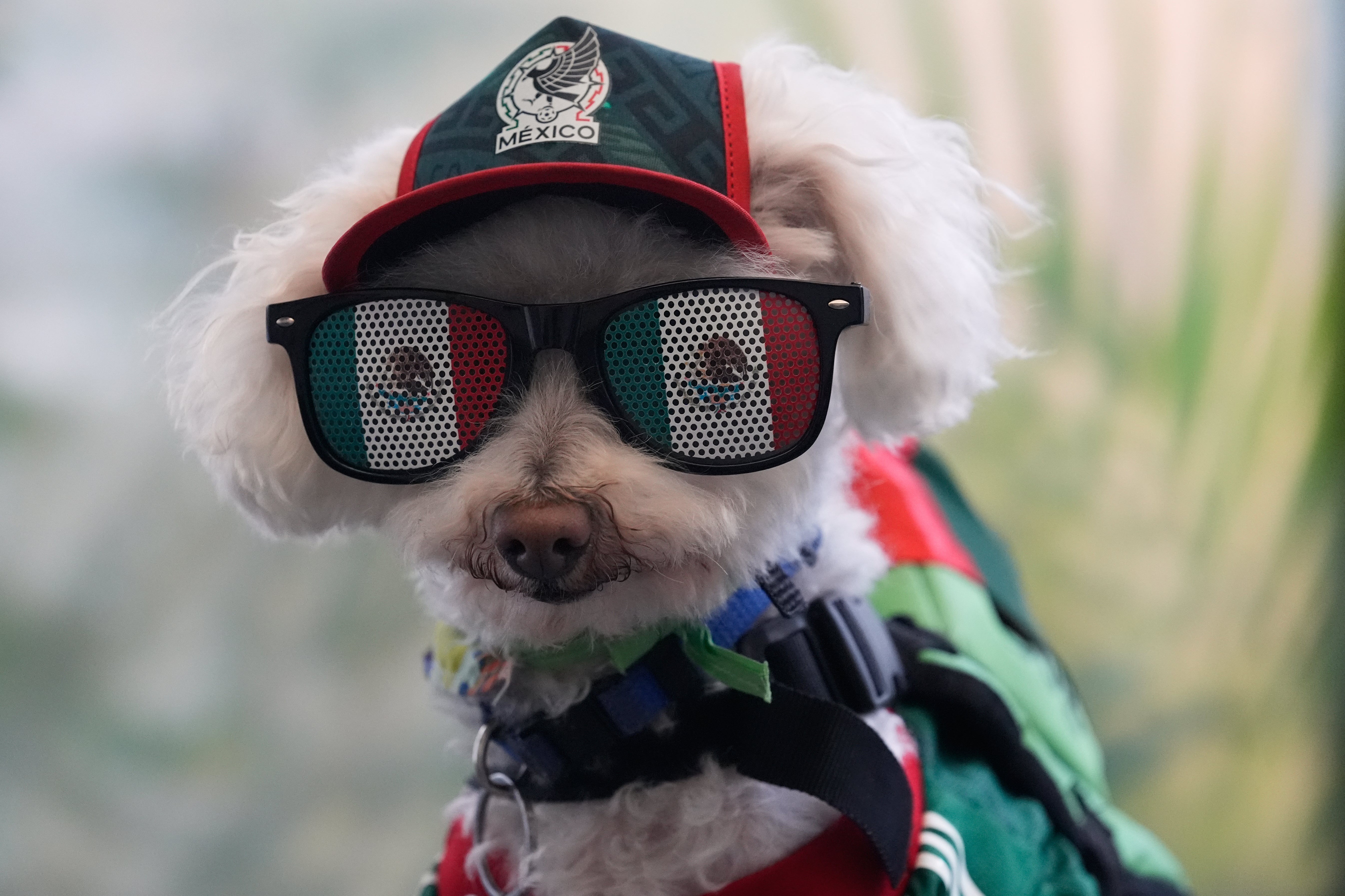 Osito, an 8-year-old rescue poodle operation who's go an improbable sensation aft arriving astatine Mexico’s opening lucifer perched connected nan backmost of a cargo bicycle, dressed successful a Mexico jersey, sunglasses and a cap