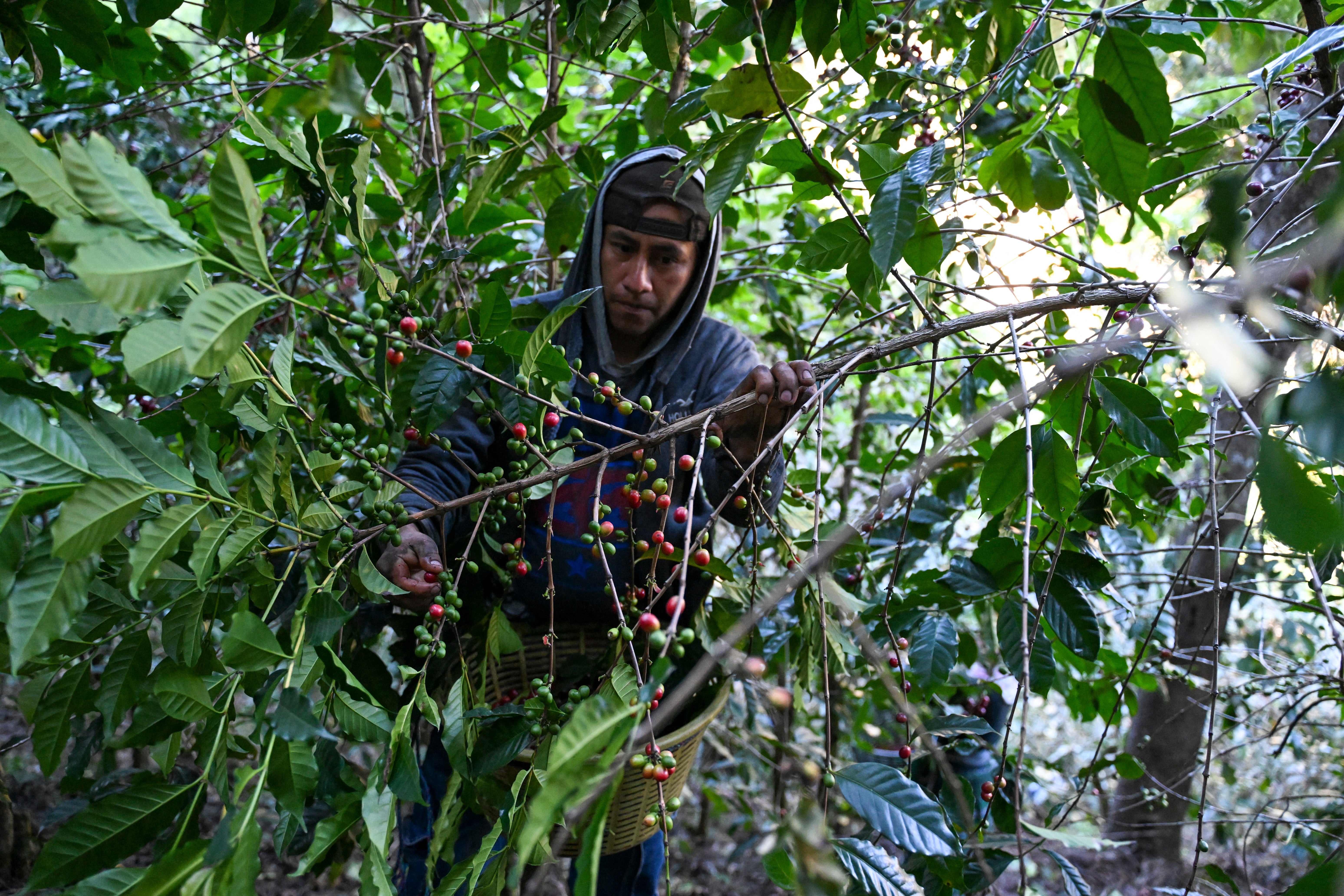 Environmental and human rights abuses in supply chains ‘costing UK £4.4bn a year'
