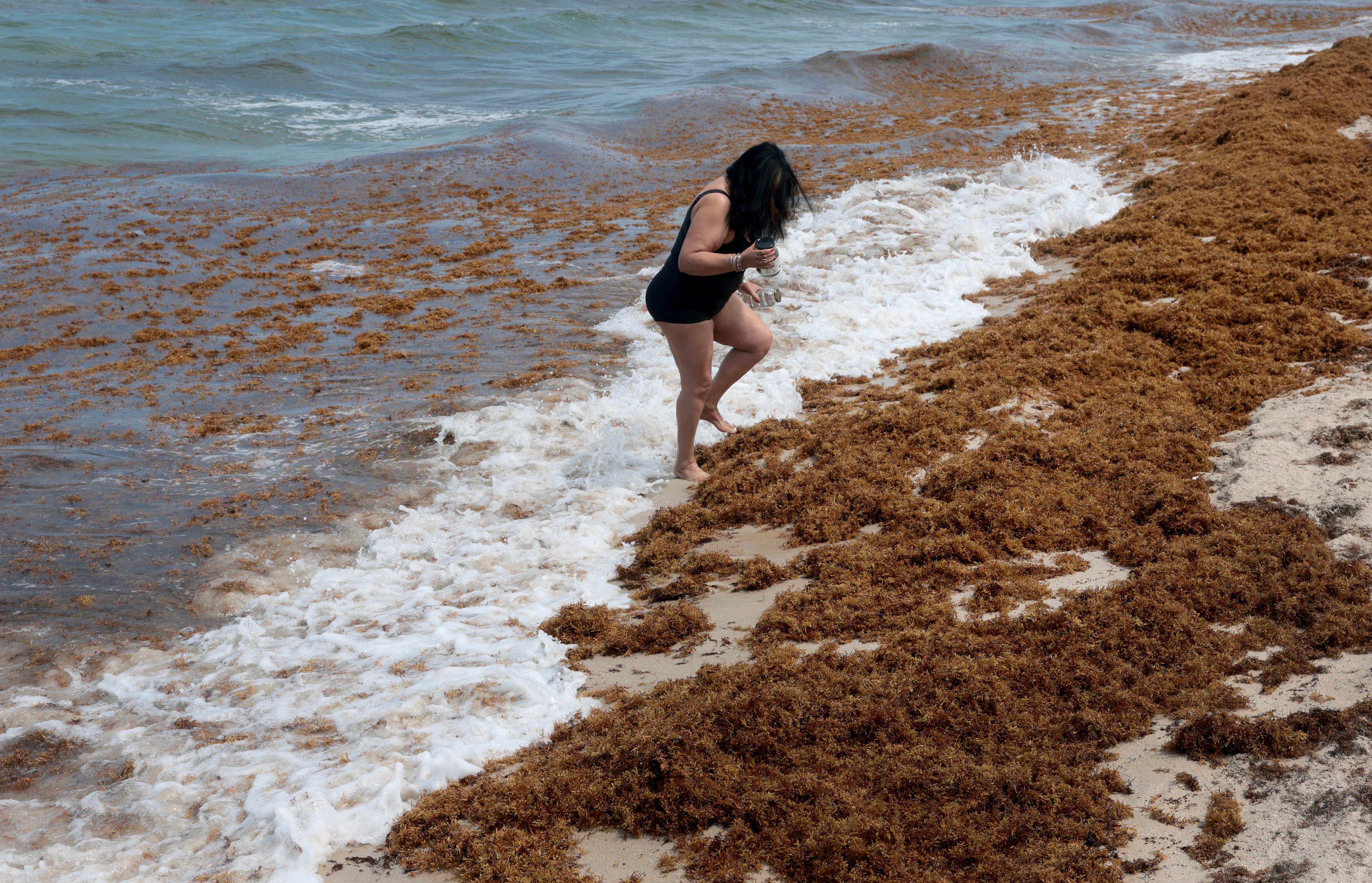 Smelly seaweed is covering Florida beaches - and researchers warn other states to be prepared