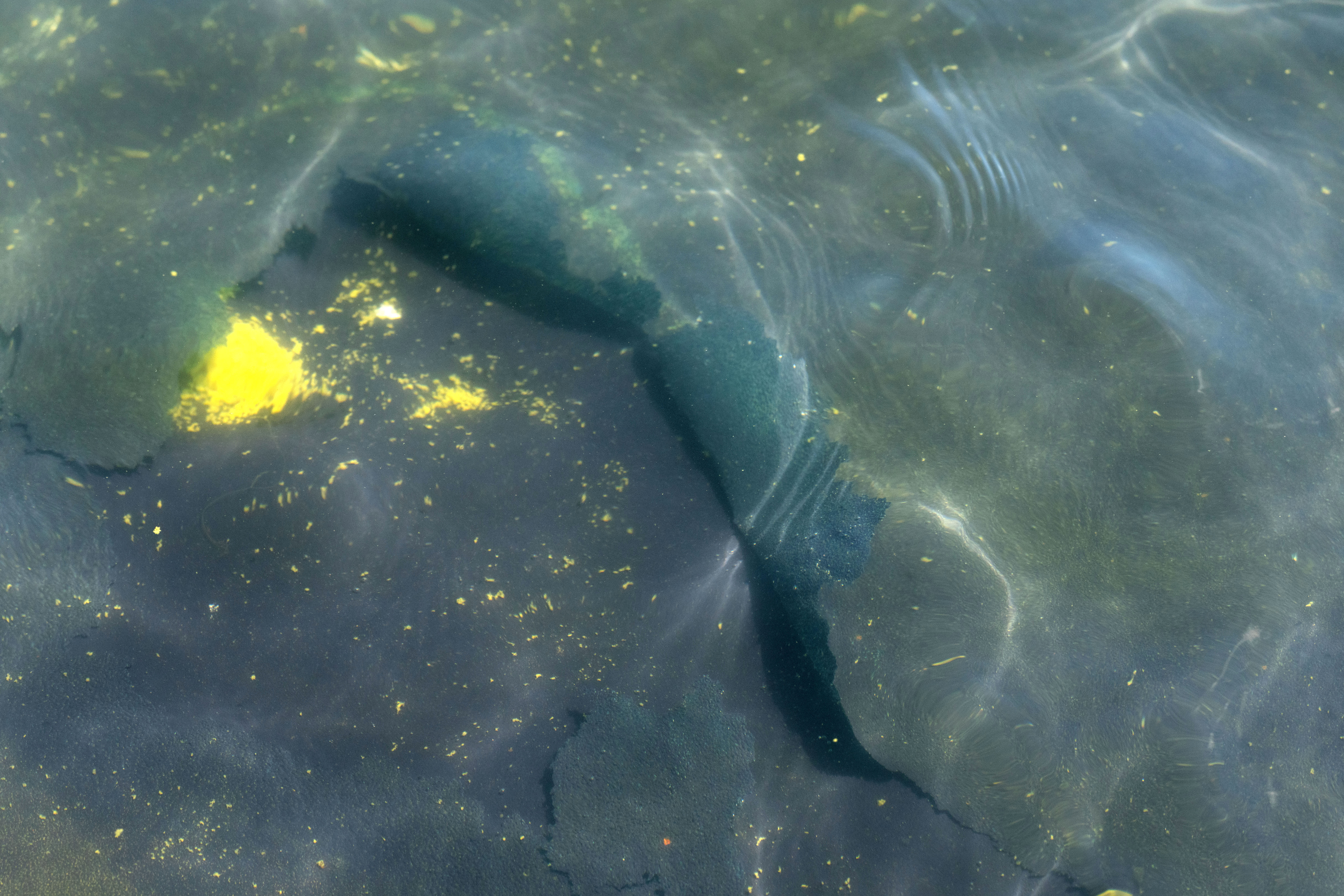 Chunks of nan pool’s caller reflective coating person peeled disconnected and floated to nan aboveground successful nan Reflecting Pool