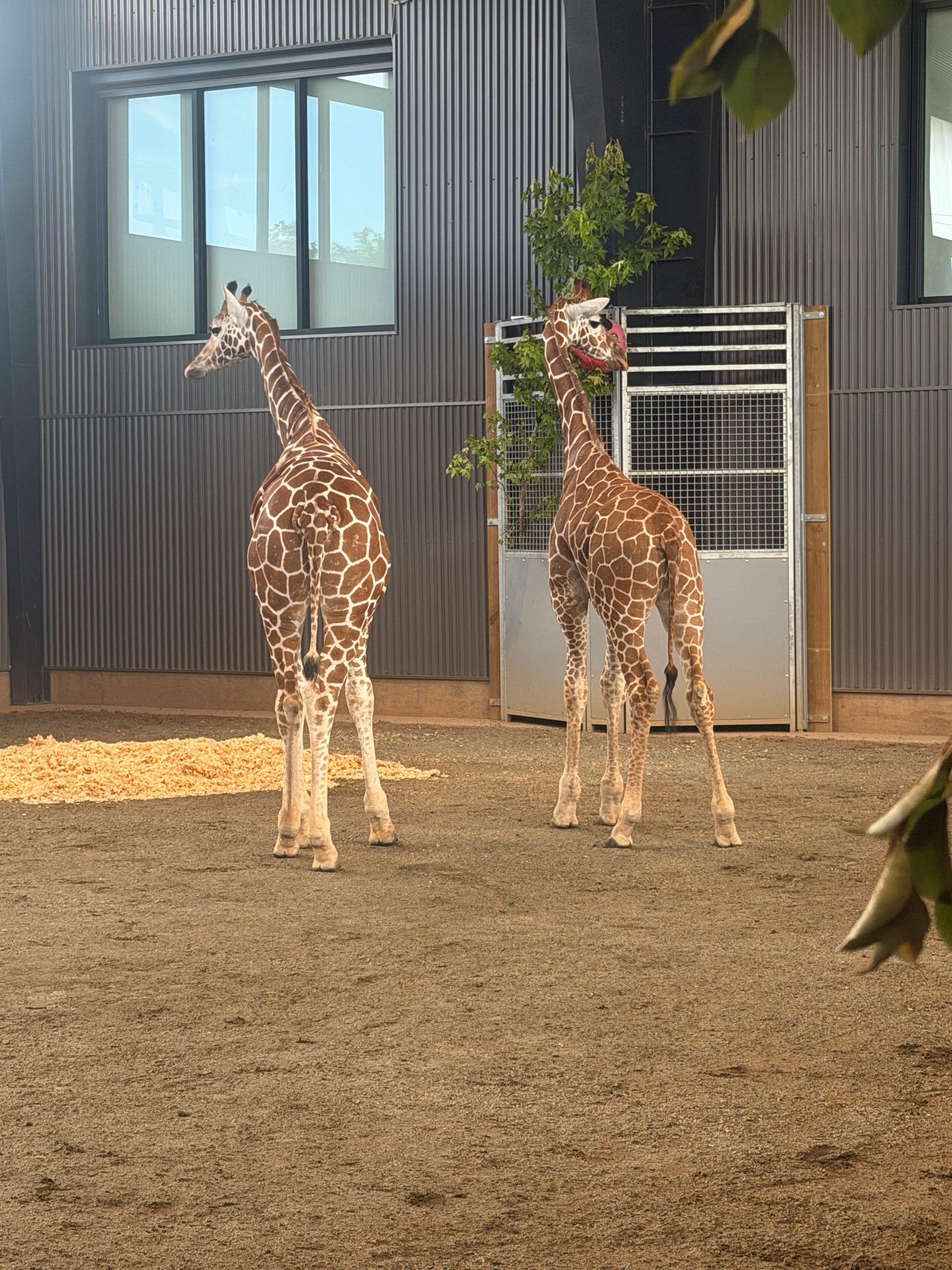 The animals are now receiving aesculapian attention