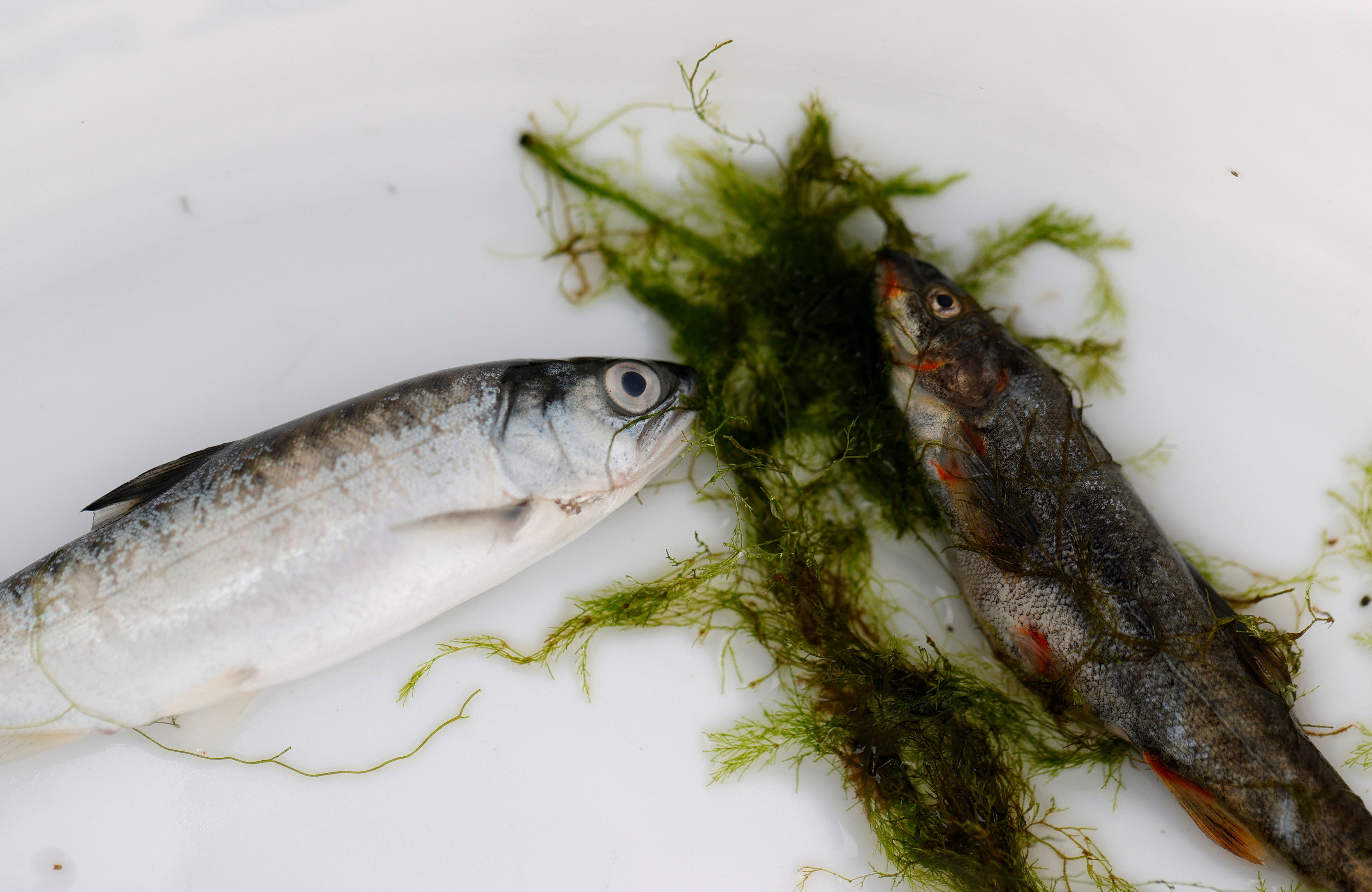 Stručnjaci vjeruju da mlade Chinook lososa ubija širenje Ceratonova shaste u rijeci Klamath