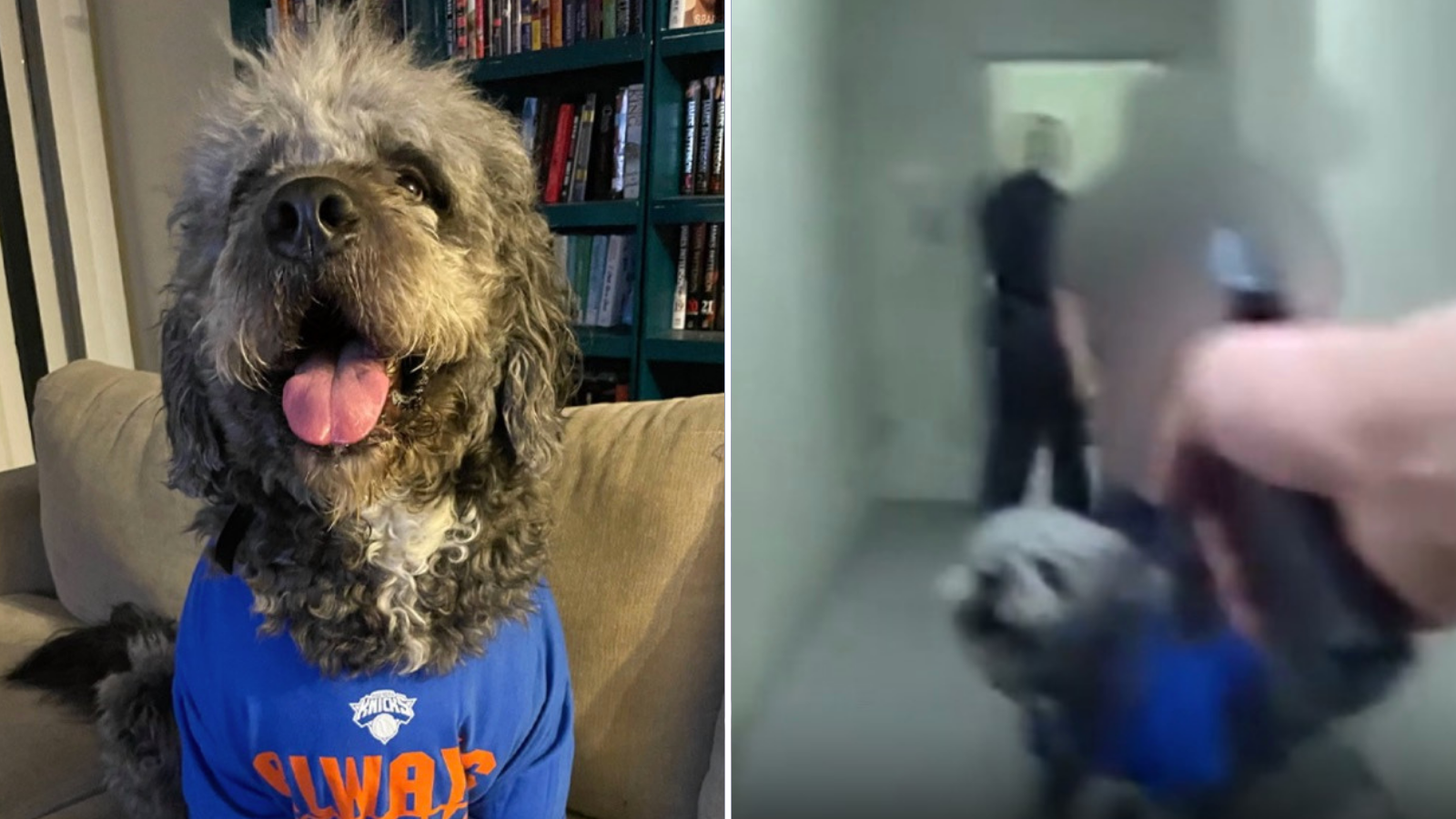 Woman Whose Dog Was Killed By Lapd Cops While She Celebrated The Knicks Championship Sues The City