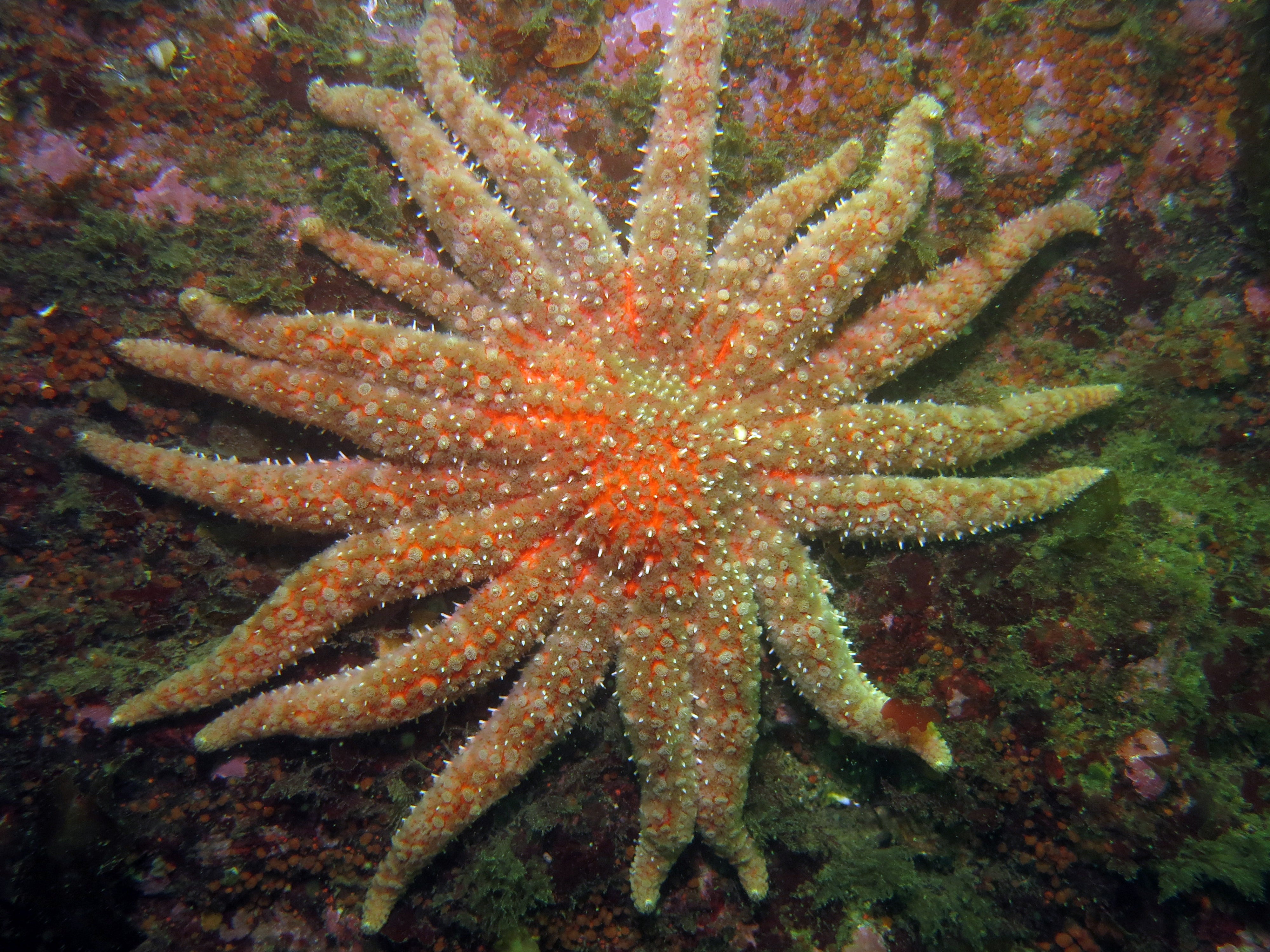 Sunflower oversea stars are considered to beryllium threatened species. Federal experts opportunity they are still moving connected a connection to database nan animals arsenic specified nether nan Endangered Species Act