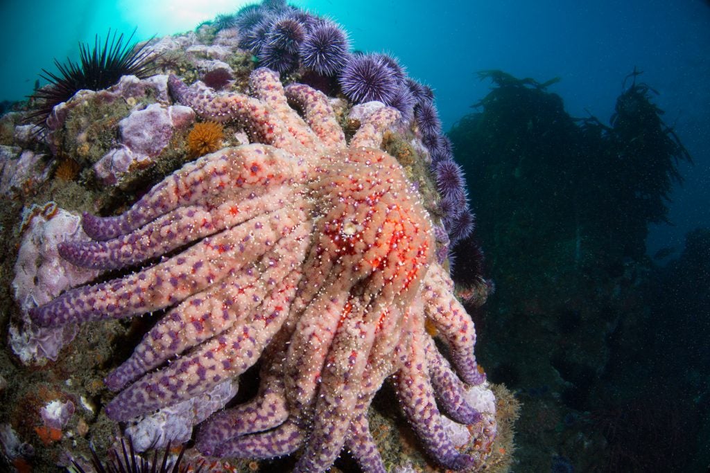 A elephantine sunflower oversea prima walks crossed nan reef underwater successful Point Dume State Beach, California. Once thought to beryllium lost, scientists person recovered sunflower oversea stars successful Northern California waters