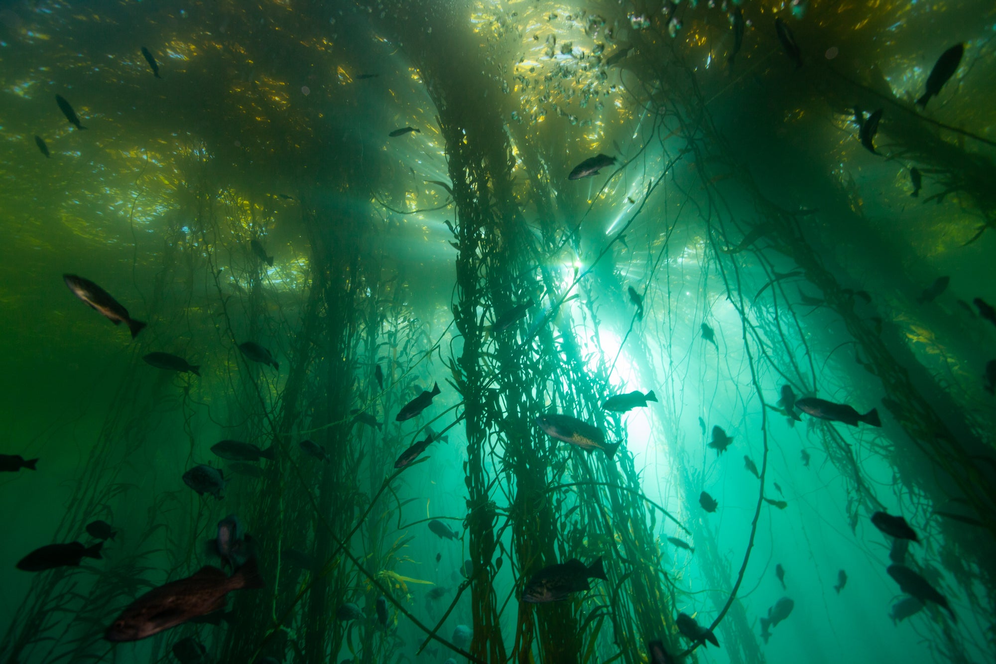 A kelp wood is seen disconnected nan seashore of California. Kelp forests are captious homes for hundreds of species