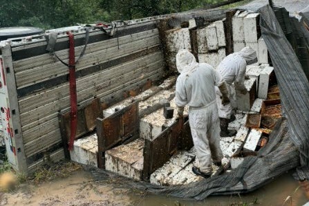 Millions Of Honeybees Escape After Semitrailer Carrying Hives Overturns In Texas