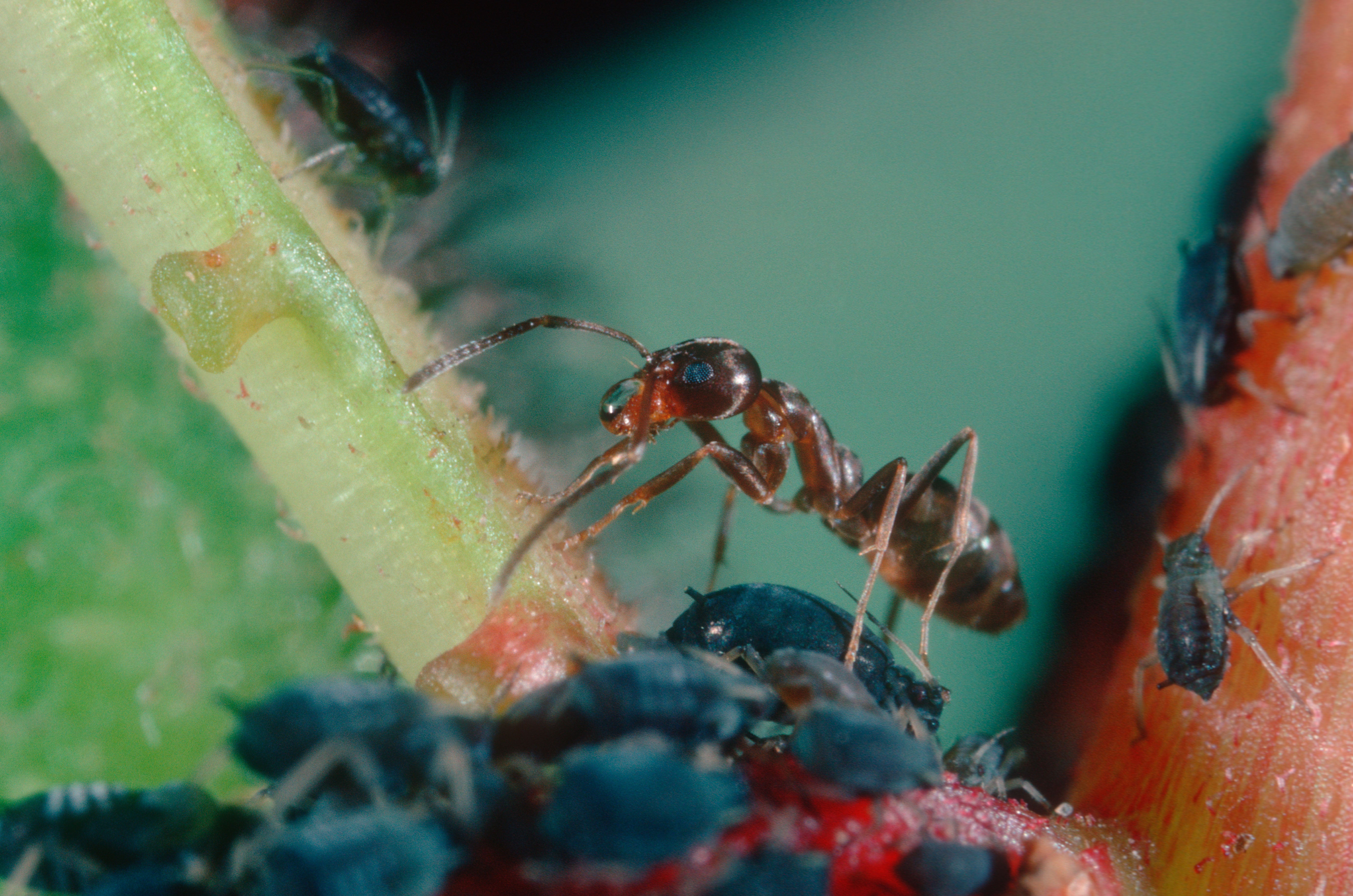 Argentine ant forms massive “supercolonies” and can outcompete native wildlife including other insects, farm aphids on trees which can, in turn, affect other insects that feed on the aphids but may also be pollinators such as hoverflies.