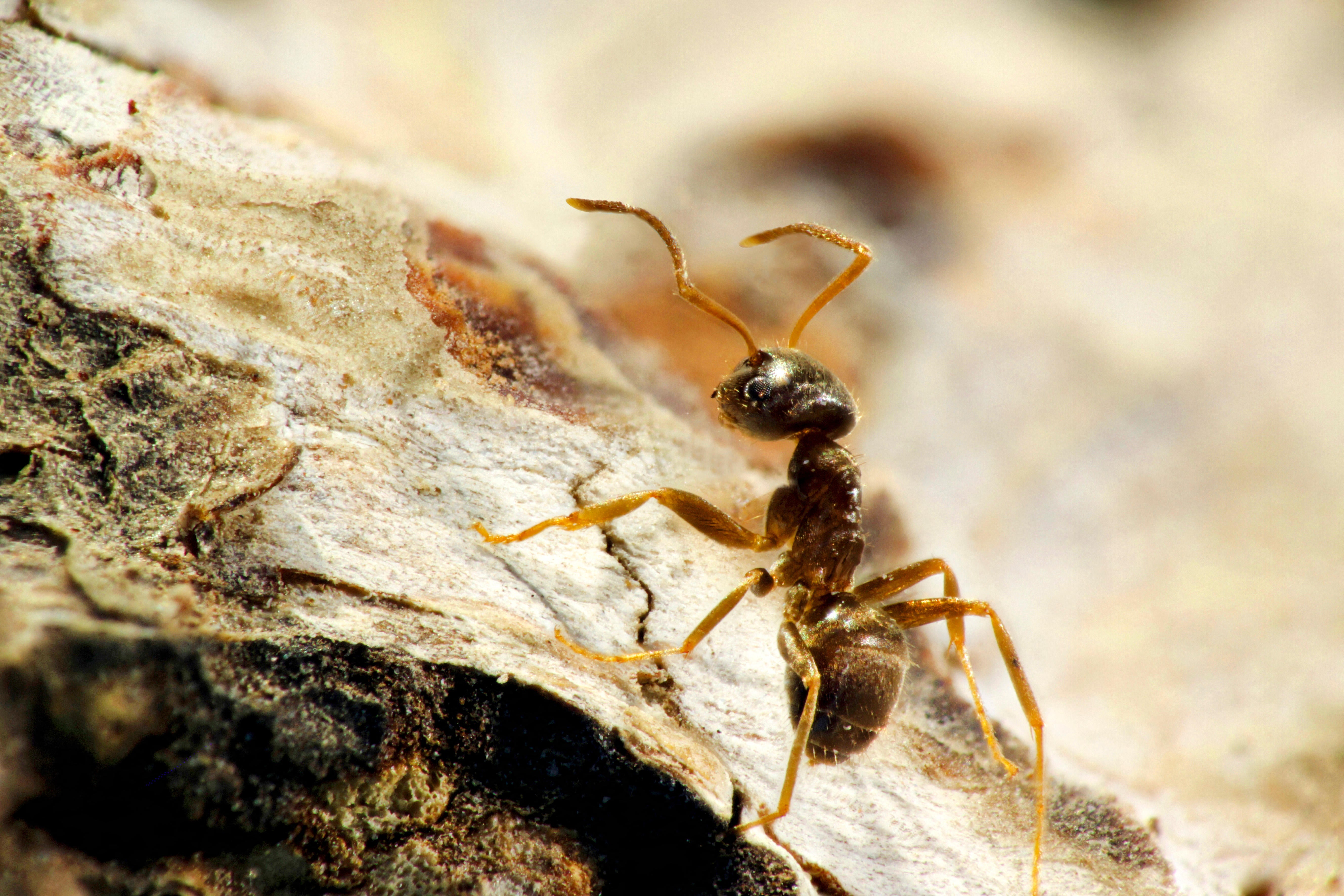 Invasive ant colonies consist of multiple cooperating nests and hundreds of thousands of queens