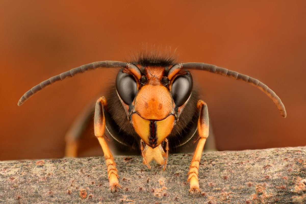 The invasive species you don’t want in your garden The invasive species you don’t want in your garden