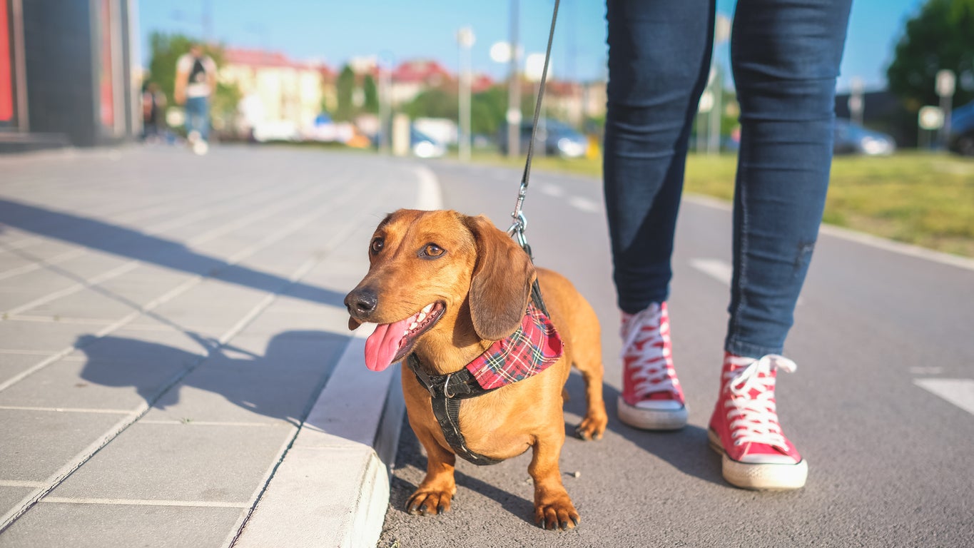 When is it too hot to walk your dog? Owners warned of ‘silent killer' as temperatures soar