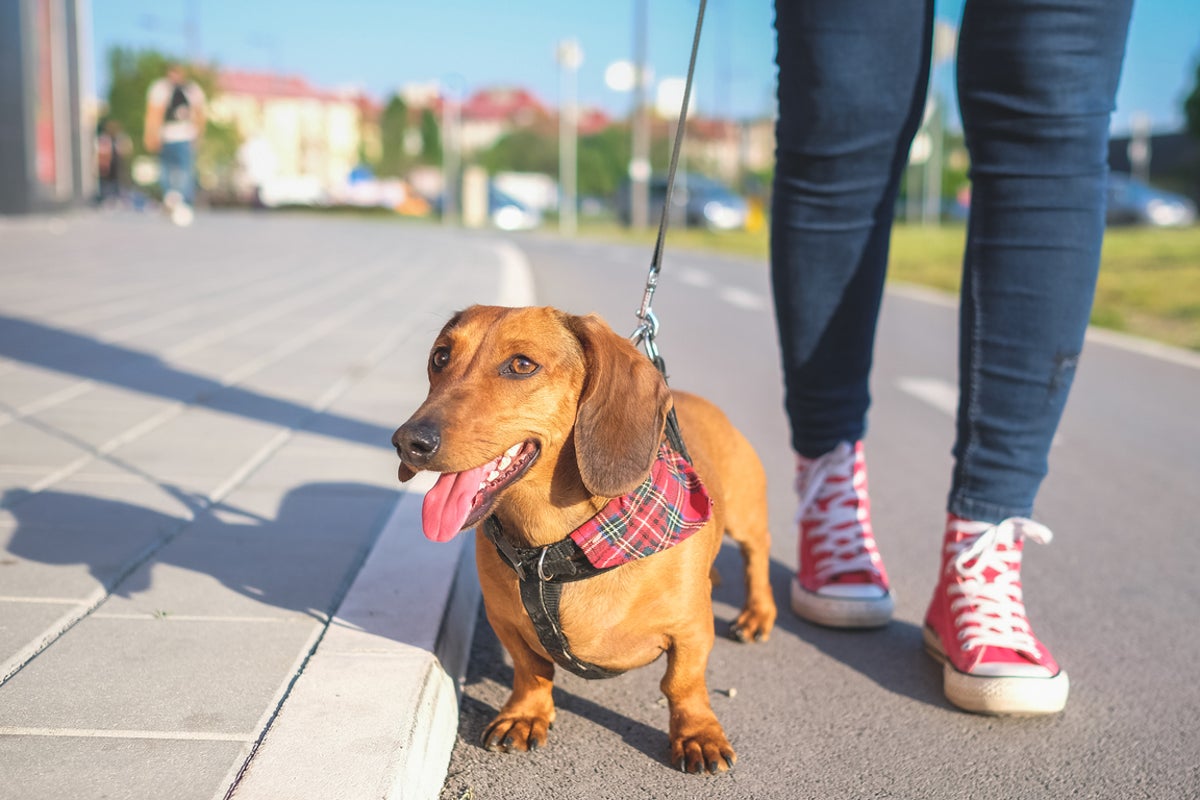 When is it too hot to walk your dog? Owners warned of ‘silent killer' as temperatures soar