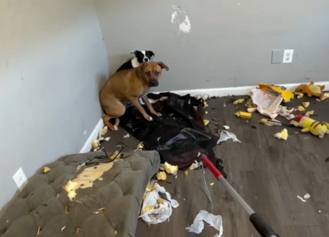 A brace of dogs were near unsocial astatine an flat successful Oklahoma for astir a week aft ICE agents arrested their owners. The animals went without nutrient and h2o for days earlier animal use officials were called retired to rescue nan dogs.