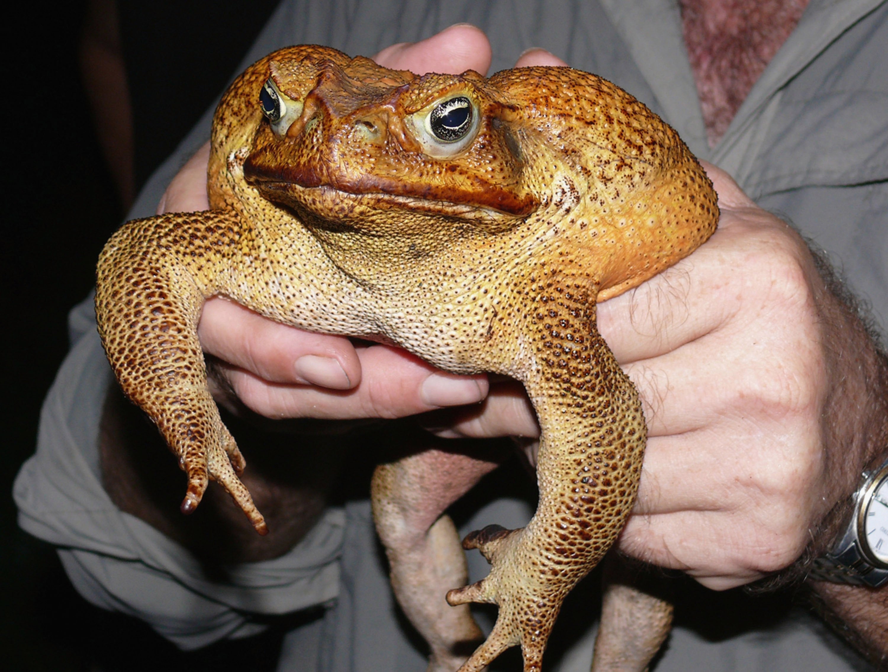 Cane toads person calls that sound for illustration screech owls aliases distant tractors