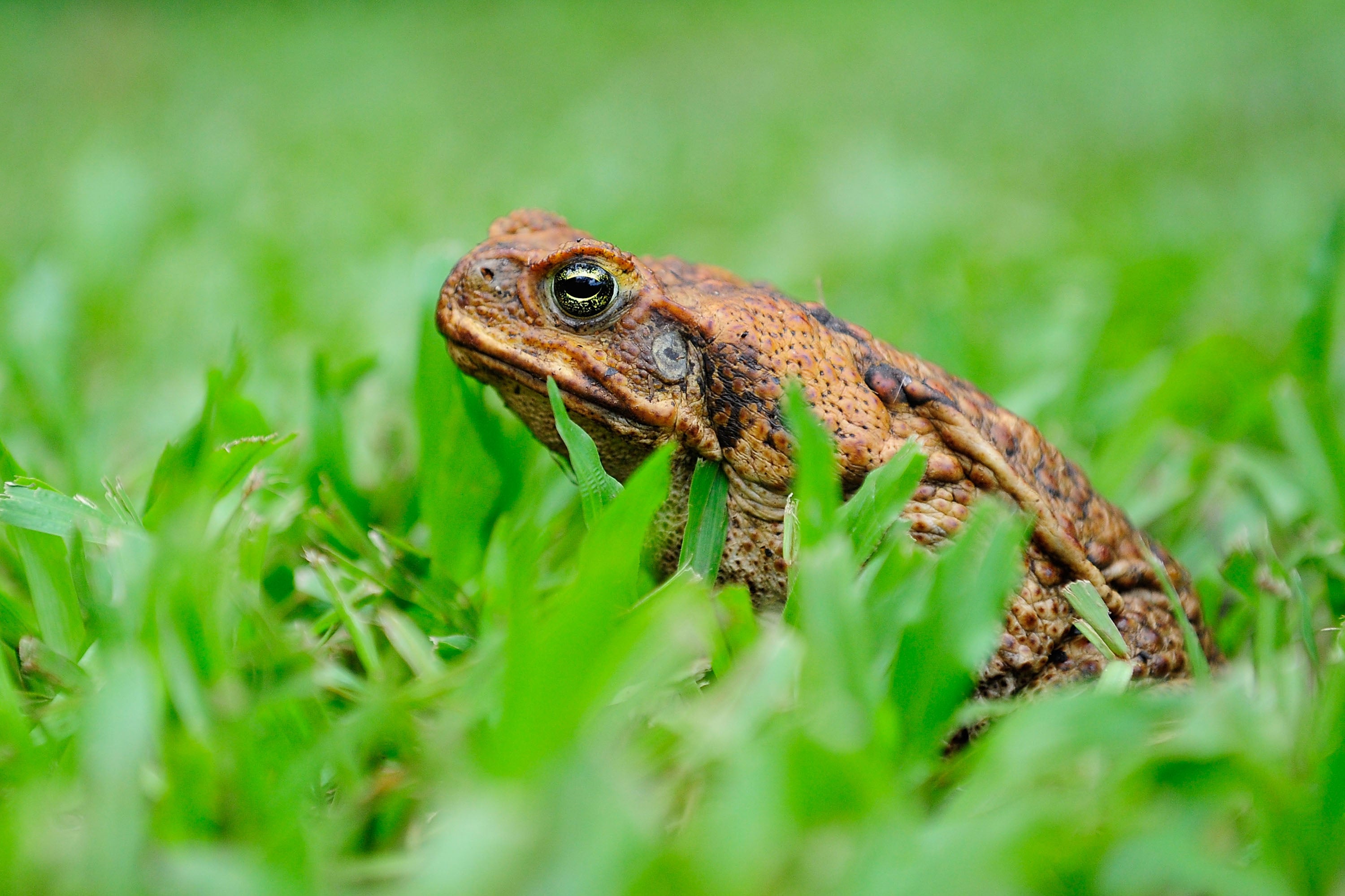 Warning Over Toxic Toads That Can Kill Pets Ahead Of Rainy Season In Southeast