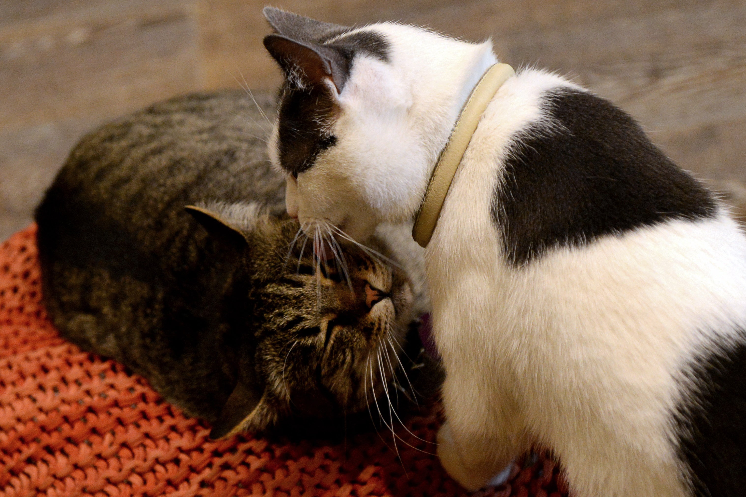 Do cats groom each other as sign of affection? New study disputes theory