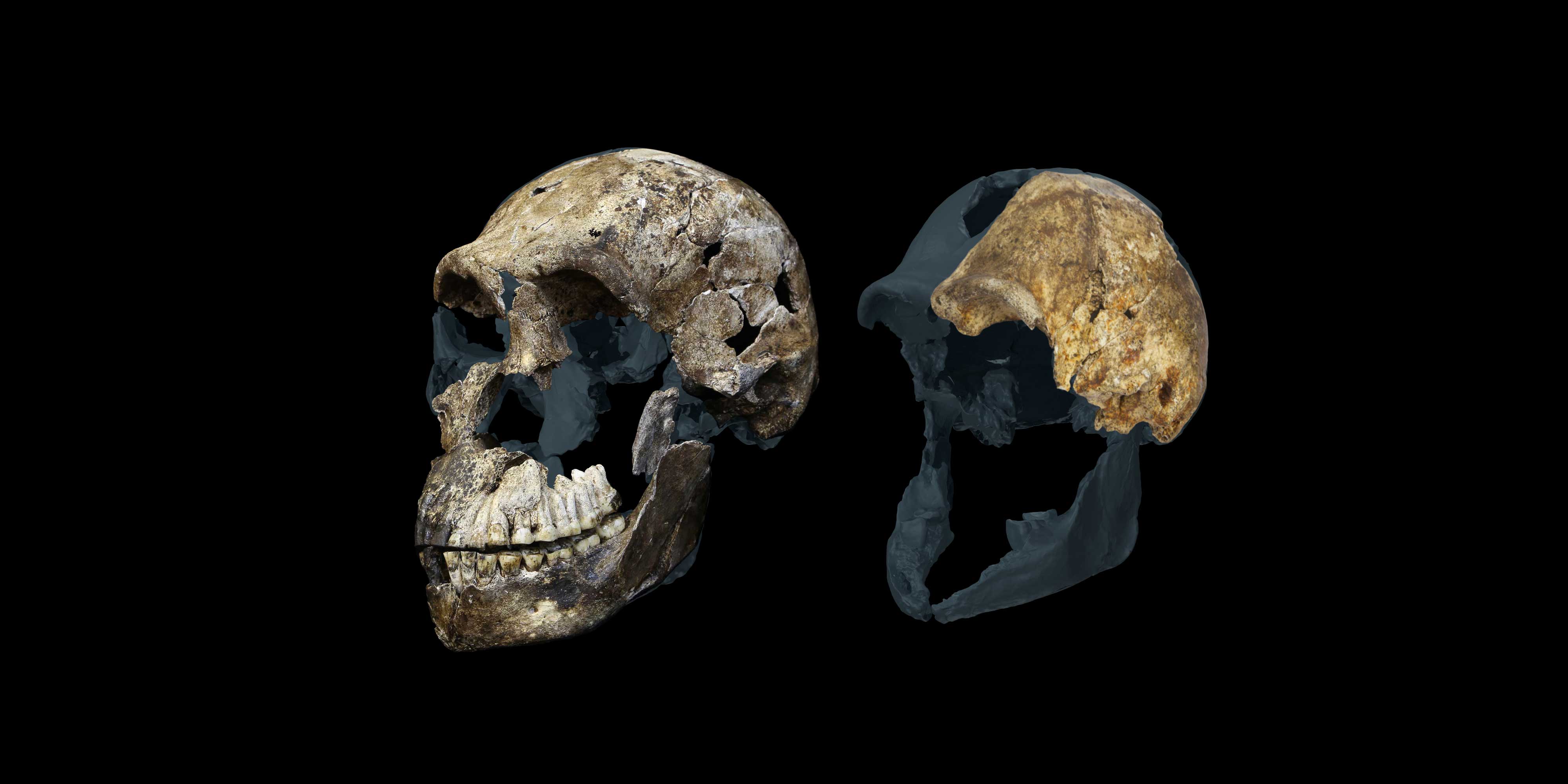 Two female skulls of Homo naledi, the “Neo” skull from the Lesedi Chamber (left) and the DH3 skull from the Dinaledi Chamber (right). These represent the largest and smallest known Homo naledi skulls.