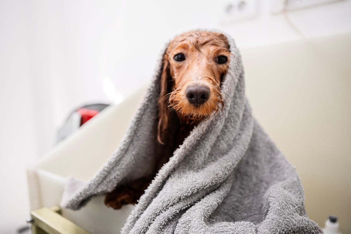 How to keep dogs cool in a heatwave – from cooling mats to avoiding damp towels How to keep dogs cool in a heatwave – from cooling mats to avoiding damp towels