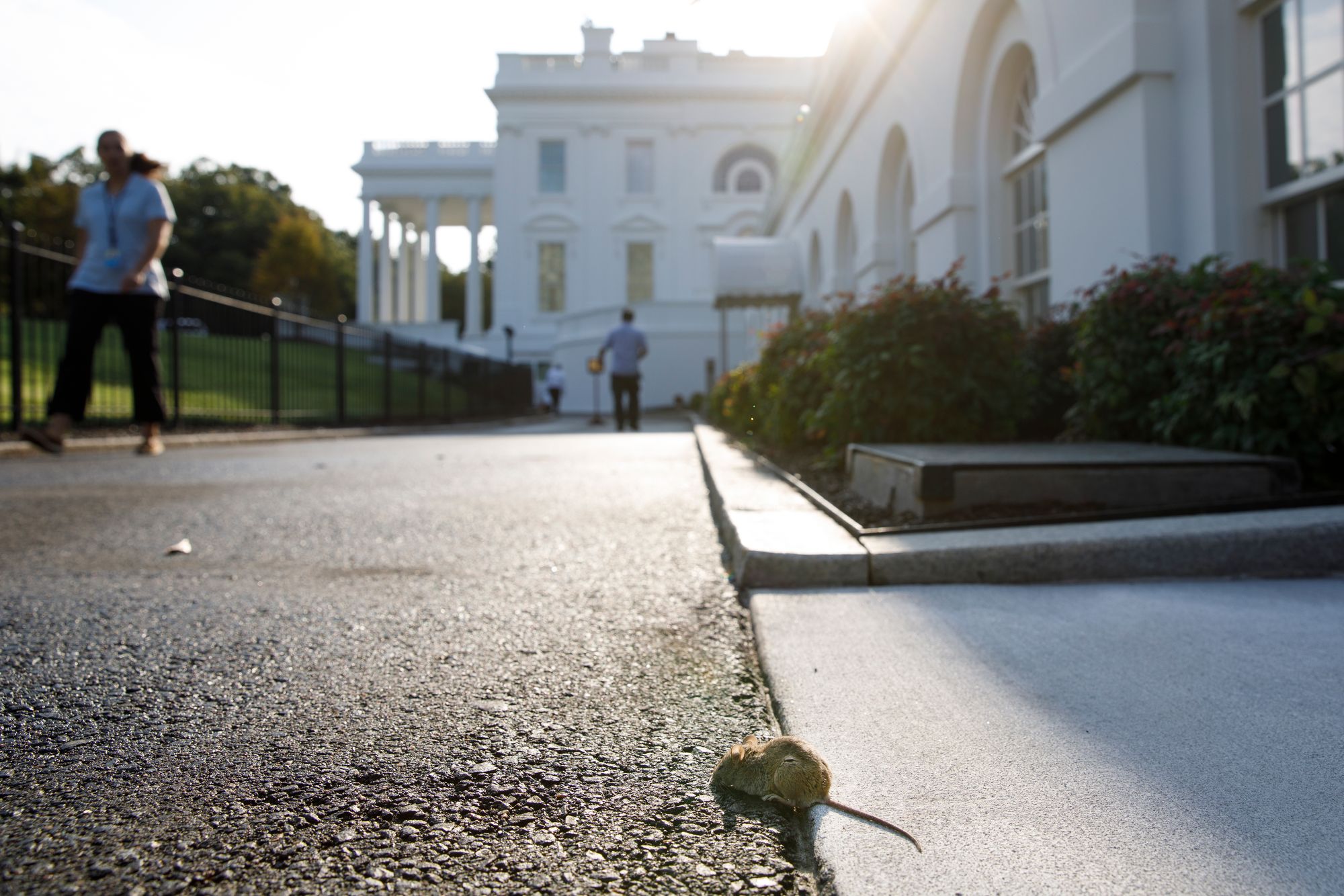 A section rodent is seen extracurricular of nan White House successful Washington, D.C., successful September 2019. Mice are building up much adjustment to rodenticide than rats