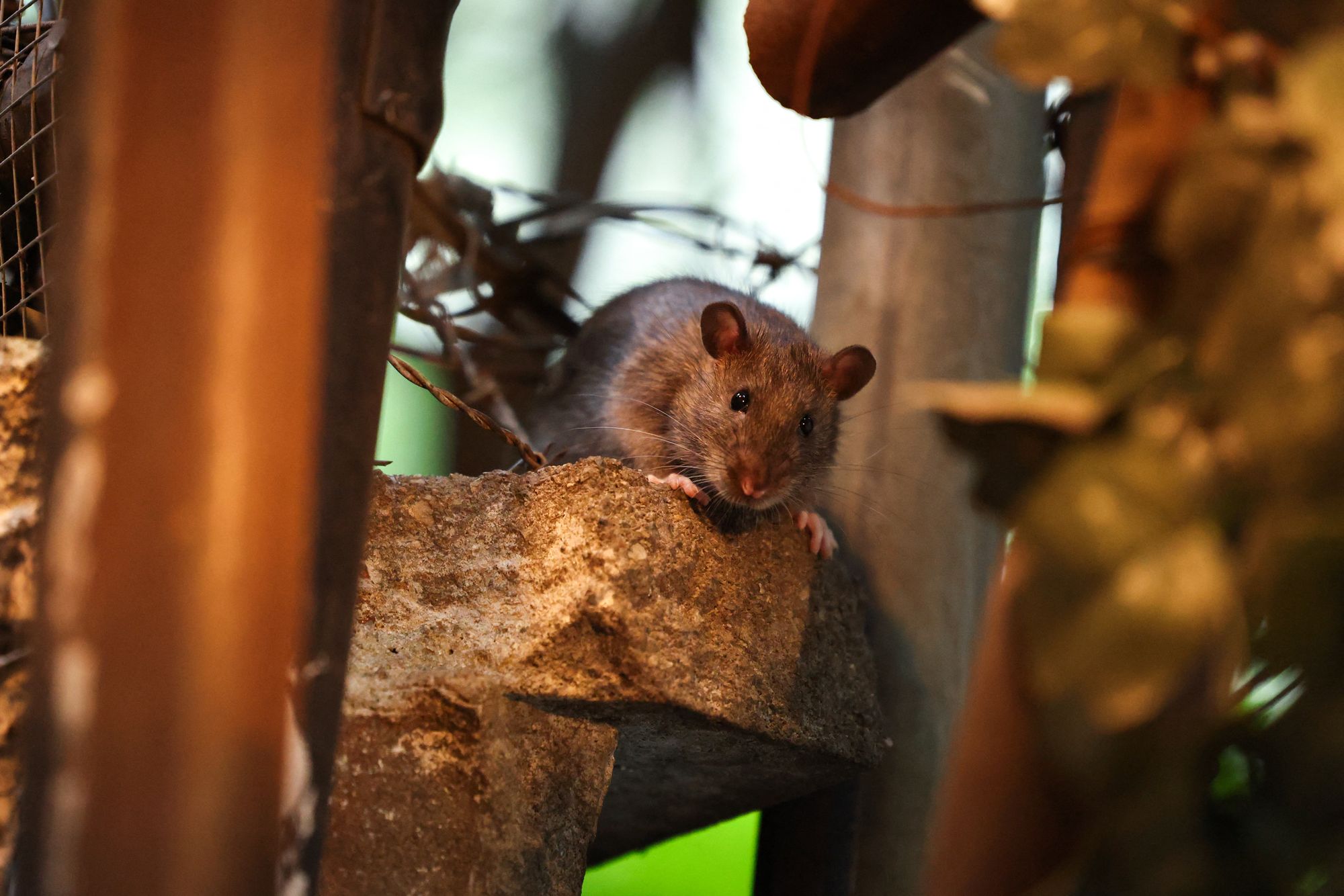 A rat successful New York City past August. Rats and mice successful nan U.S. Northeast are showing signs of guidance to rodenticide, researchers say