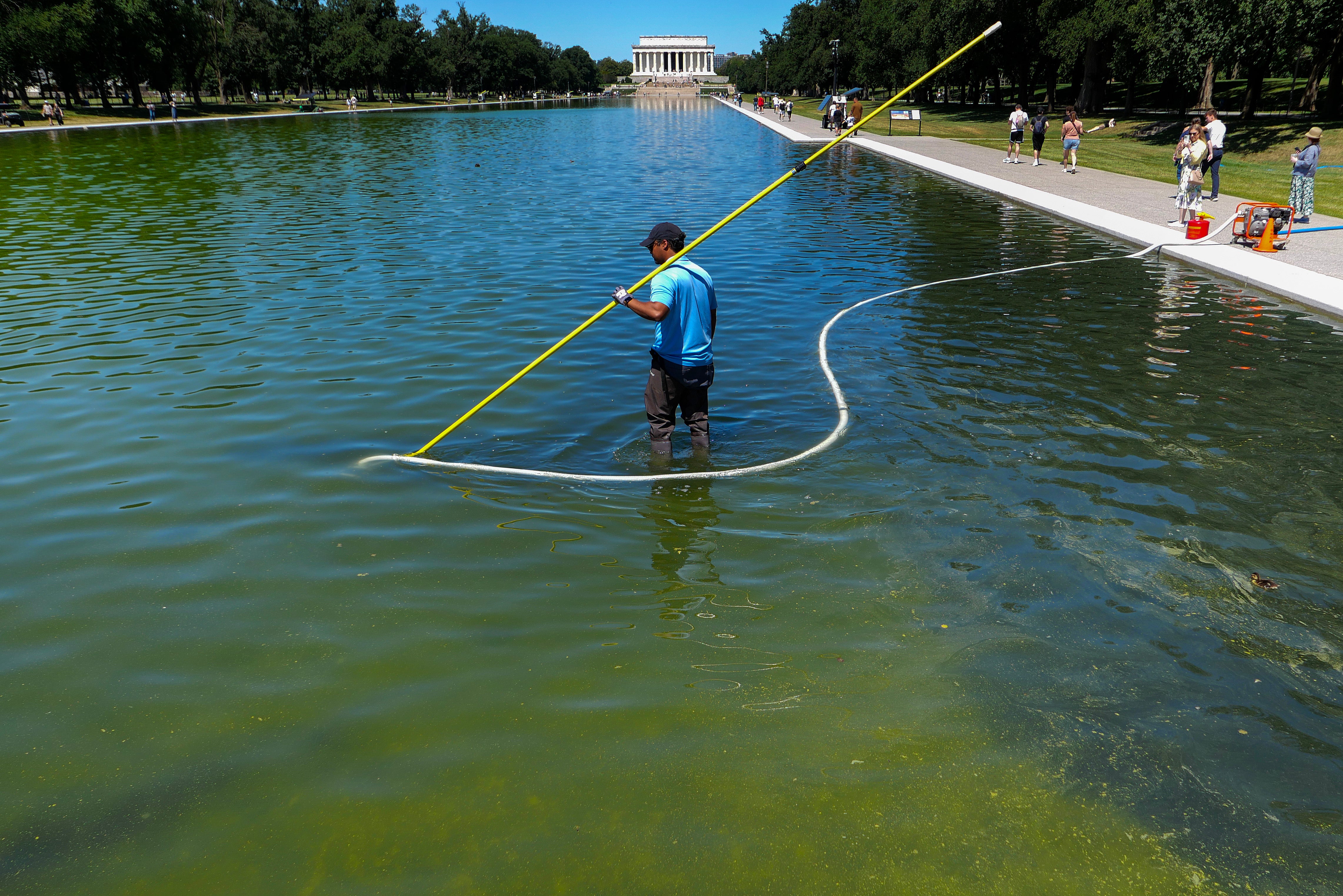 Algae turned nan Lincoln Memorial Reflecting Pool greenish conscionable days aft renovations connected nan basin were completed