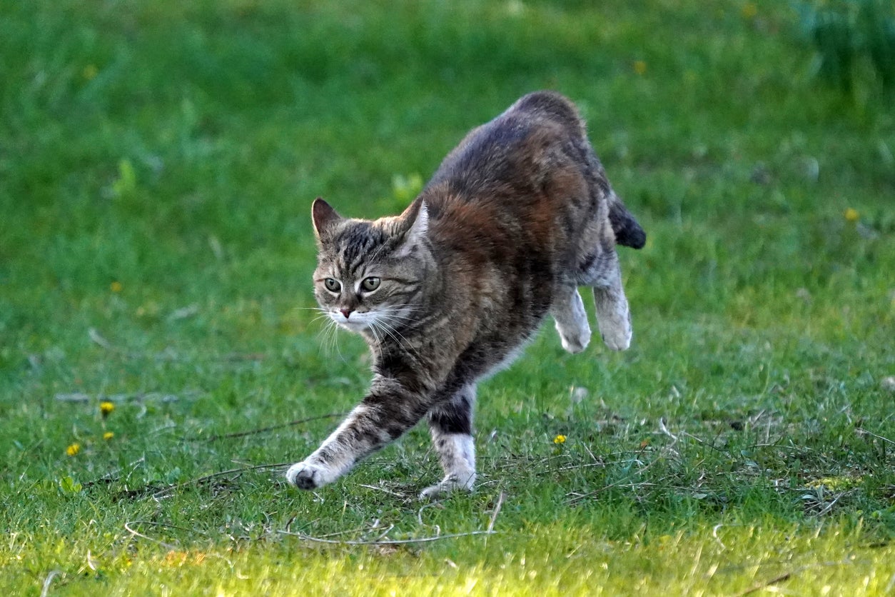 Unless there’s an element of immediate danger, there is no reason to stop your cat or dog from enjoying their burst of fun