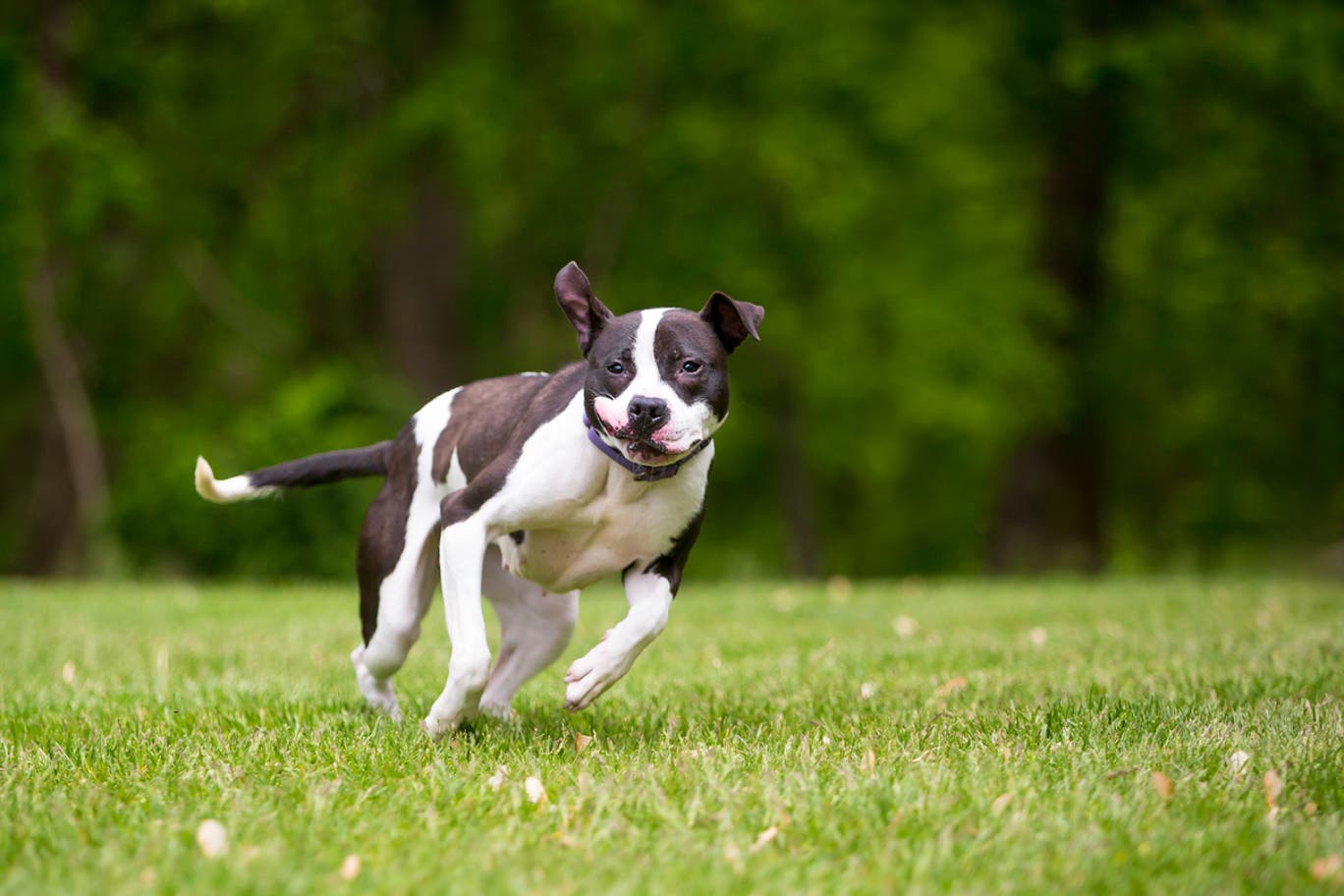 Bild zu Wieso kriegen Hunde und Katzen Zoomies?