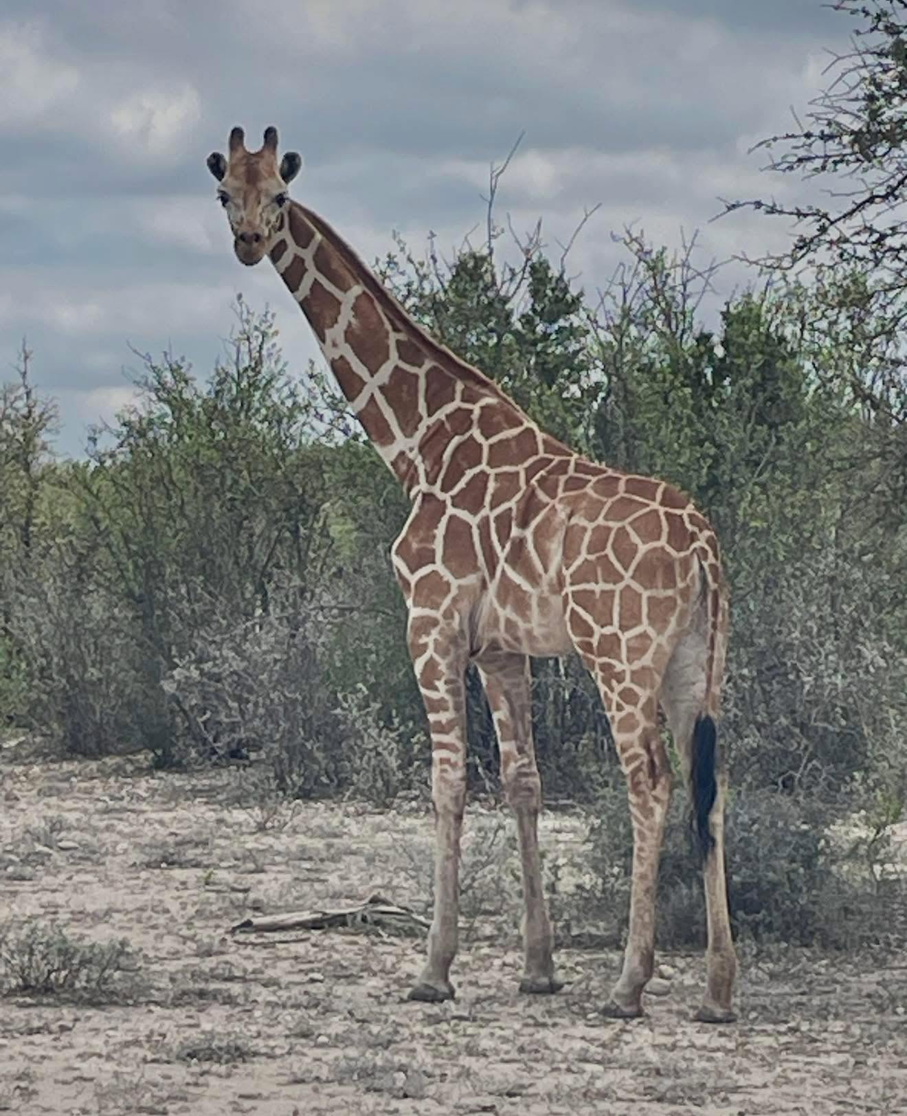 The enigma of a missing giraffe successful Texas has deepened arsenic cops telephone stories of her recapture false