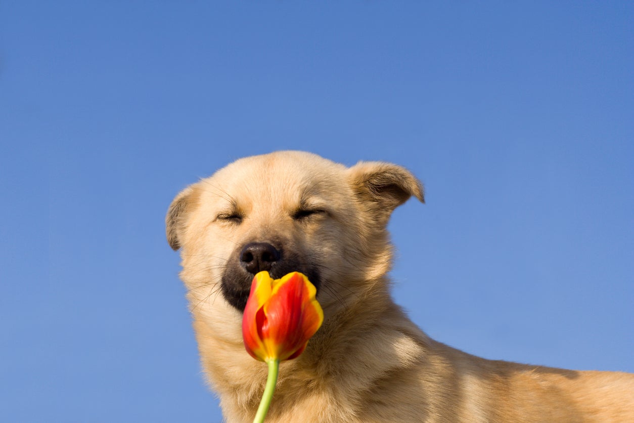 Six easy ways to boost your dog’s happiness and wellbeing
