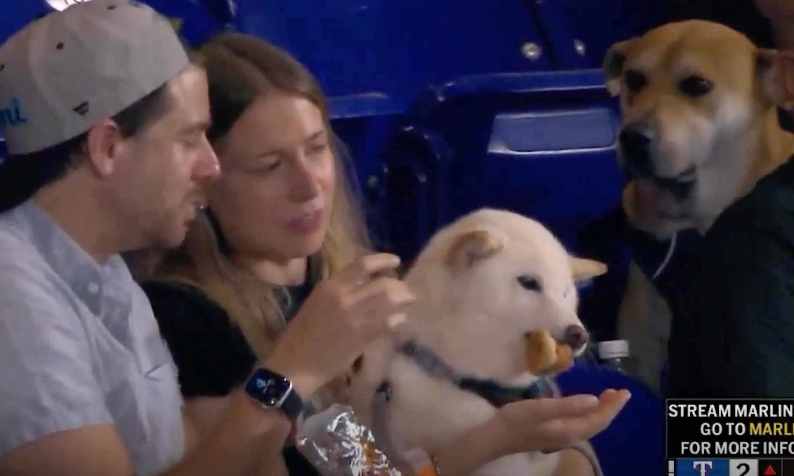 An adorable canine collapsed nan net this week aft he longingly stared astatine different pup enjoying a basking canine during a Miami Marlins game