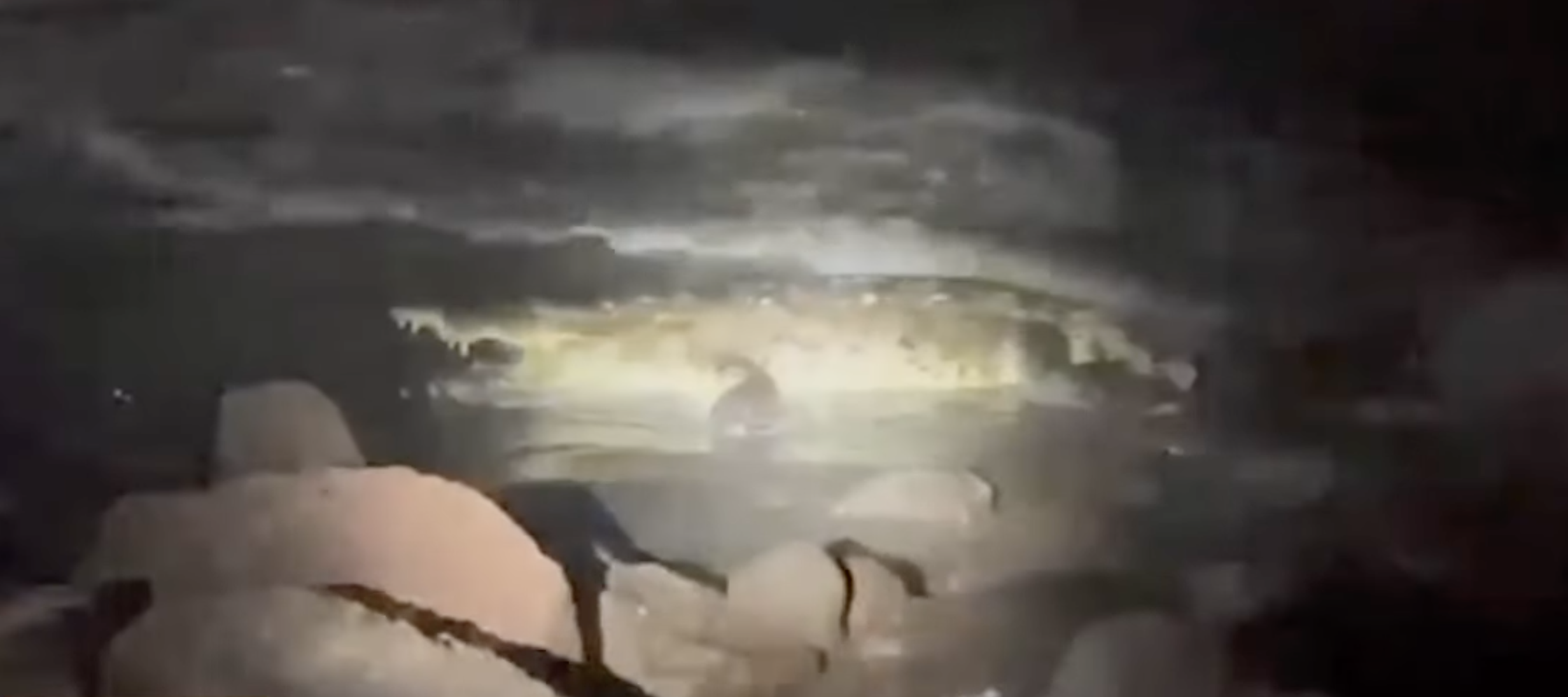 Local media successful Mexico showed footage of nan crocodile said to person killed nan swimmer