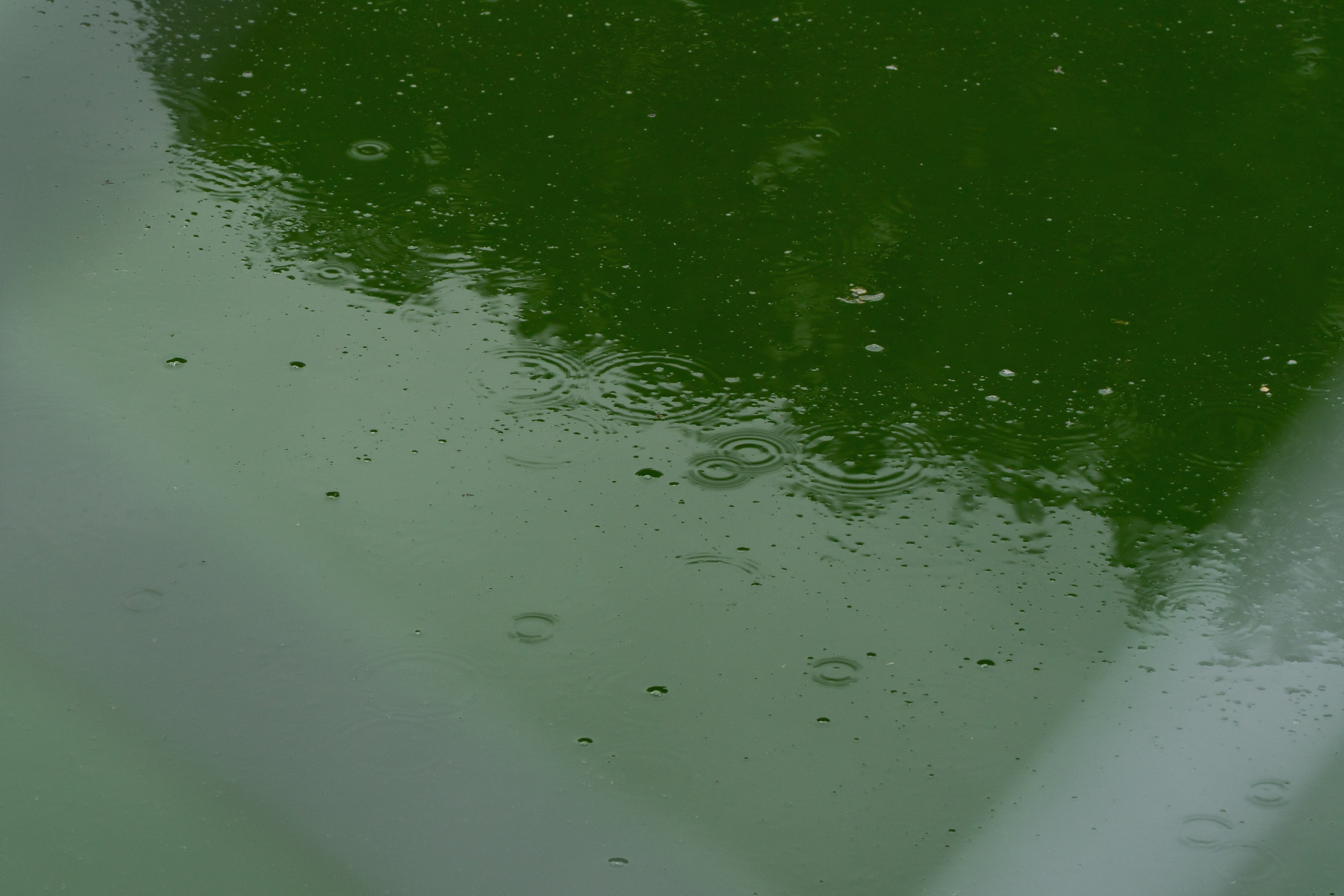 The murky waters of nan Reflecting Pool, arsenic seen connected Sunday