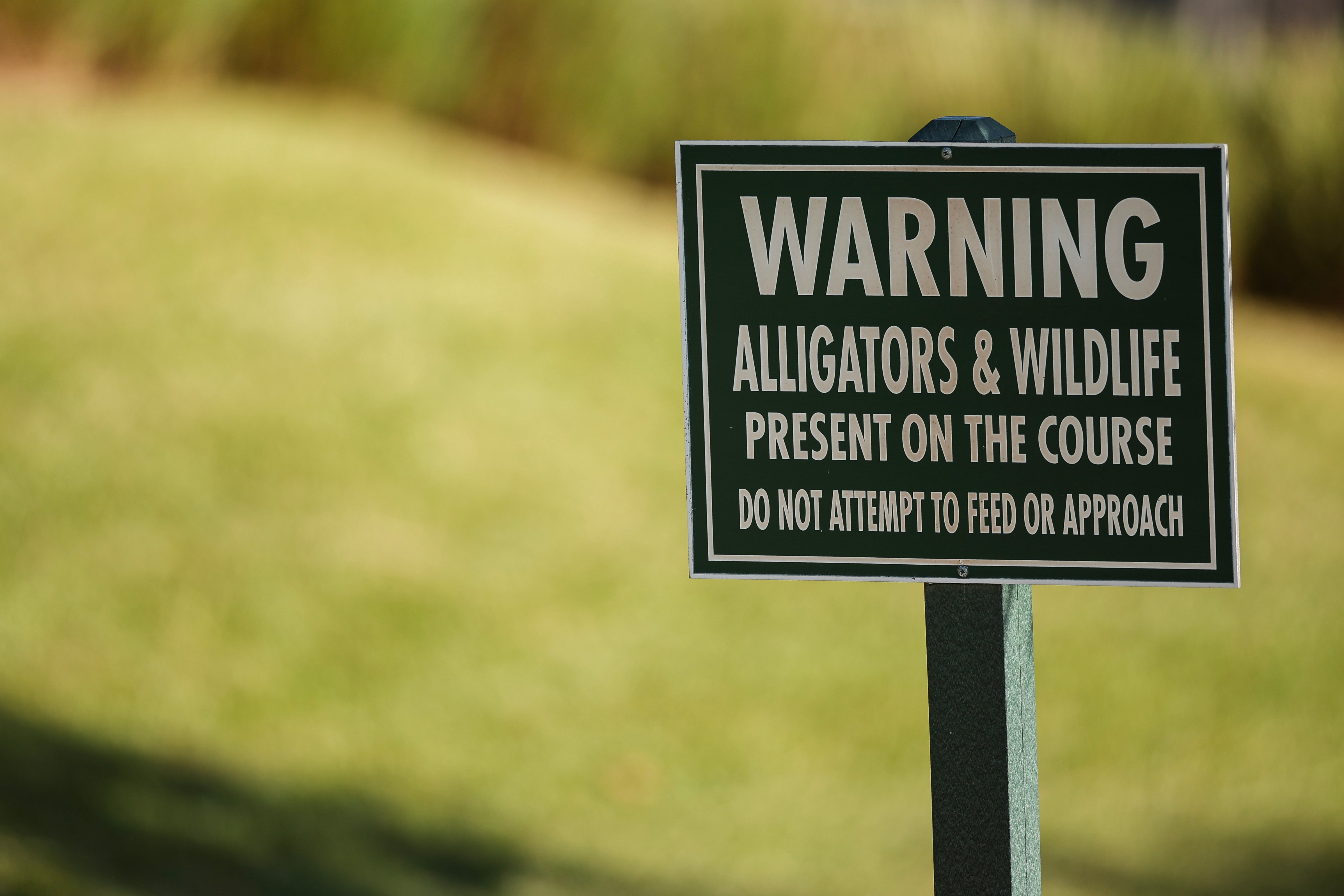 ‘Every assemblage of h2o could perchance person an alligator successful it,’ a Florida Fish and Wildlife Conservation Commission spokesperson warned