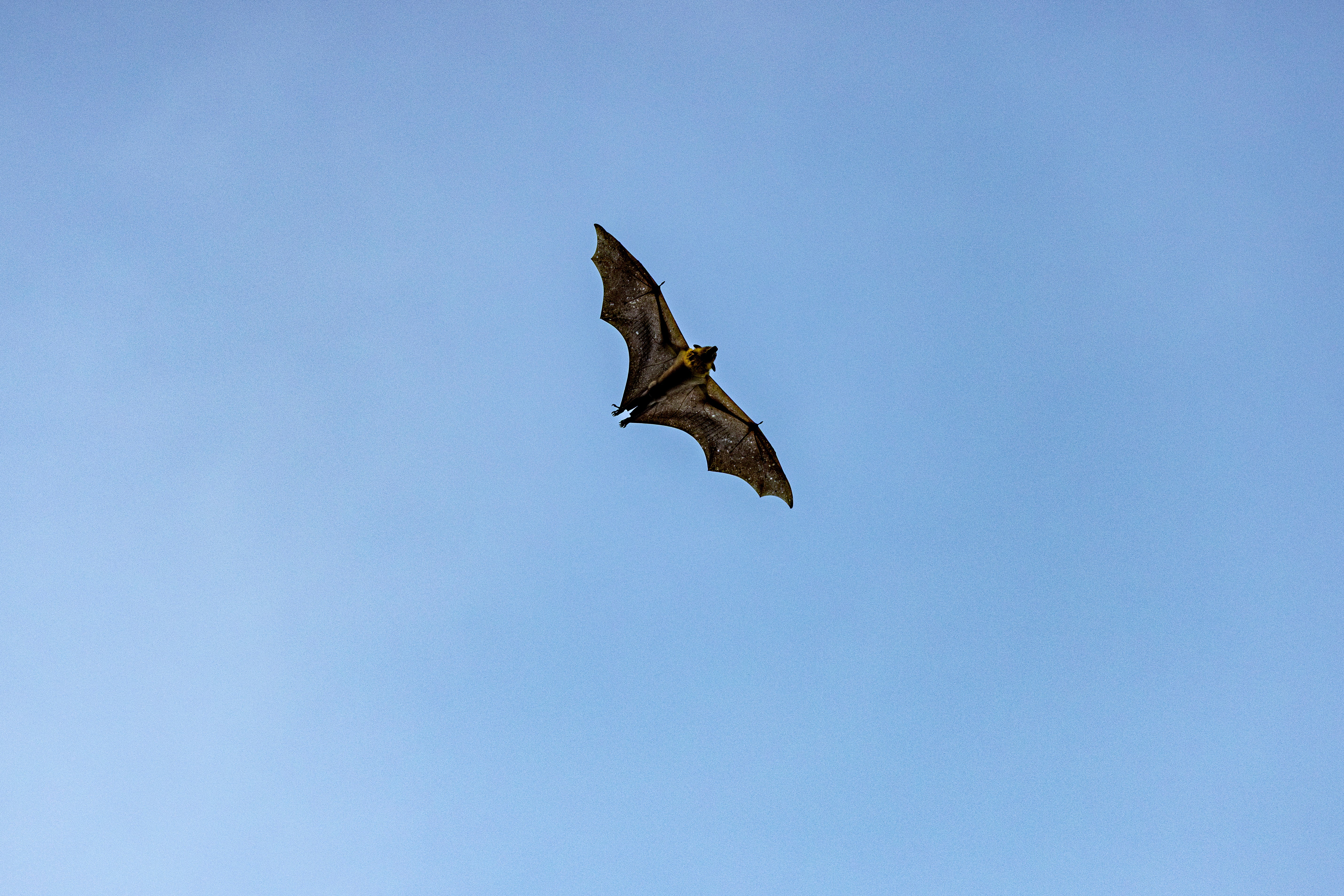 Boy, 11 Had No Visible Wounds But Died From Rabies Transmitted By Bat