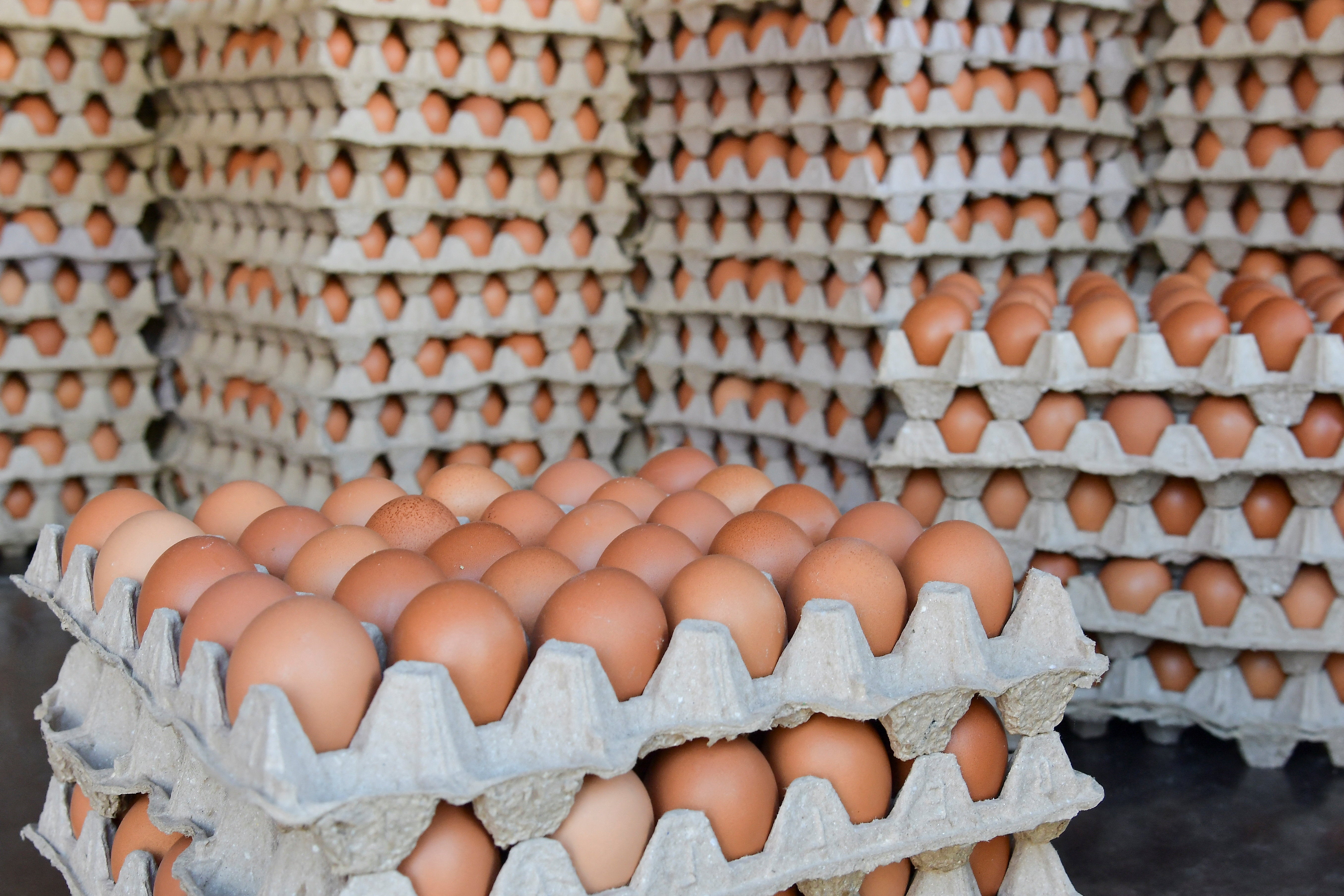 Trump Administration Sues Egg Producers Over Alleged Price Fixing