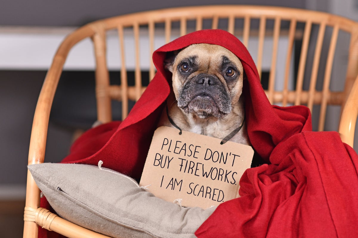 Six ways to calm your dog during fireworks, according to a veterinarian Six ways to calm your dog during fireworks, according to a veterinarian