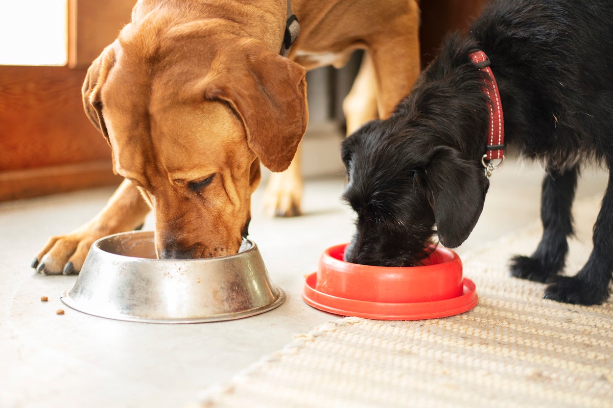 Pedigree pet food recalled within the US over ‘sharp steel’ choking threat